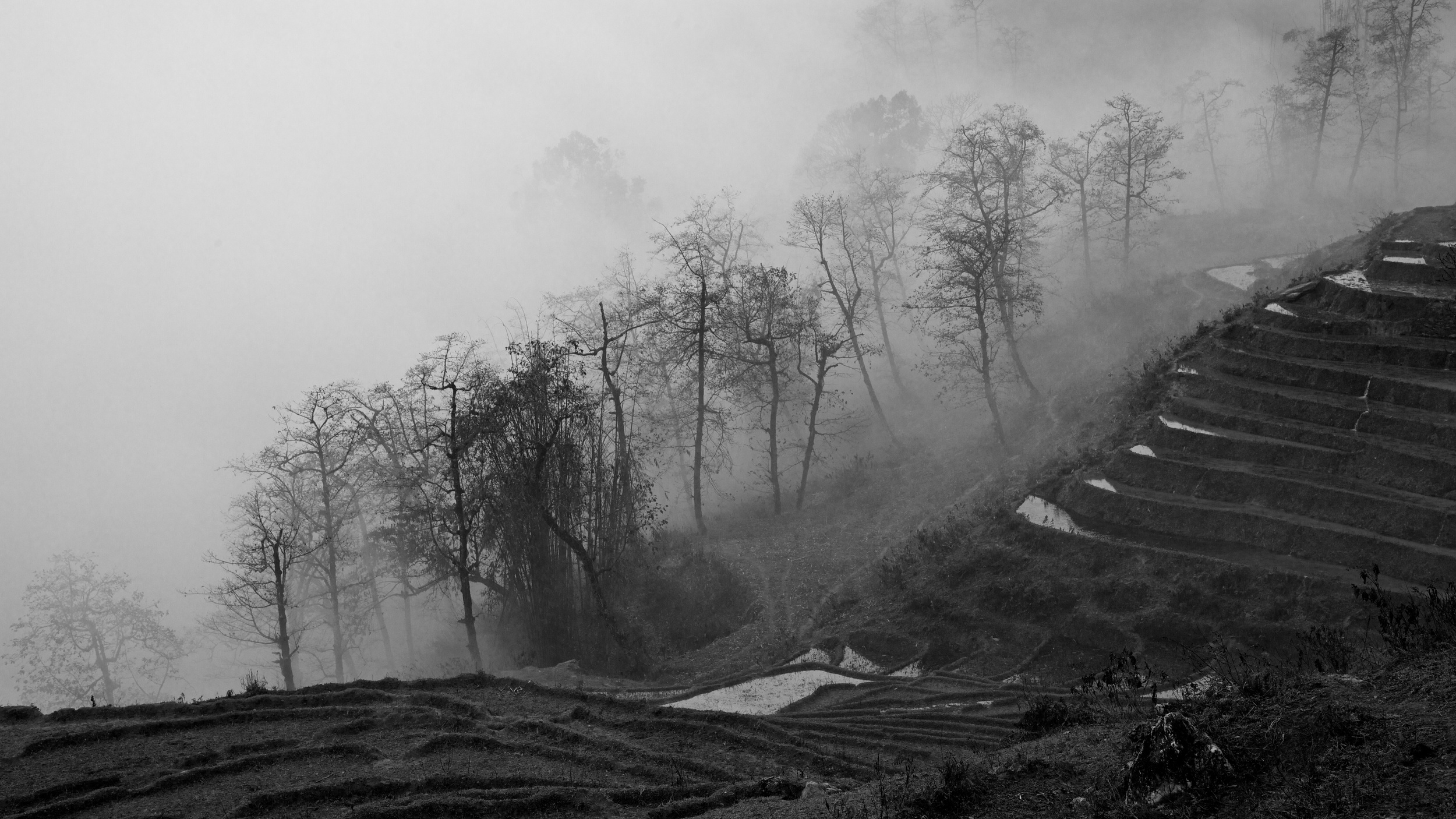 Bamboo Forest and Rice Paddies Sa Pa, Vietnam