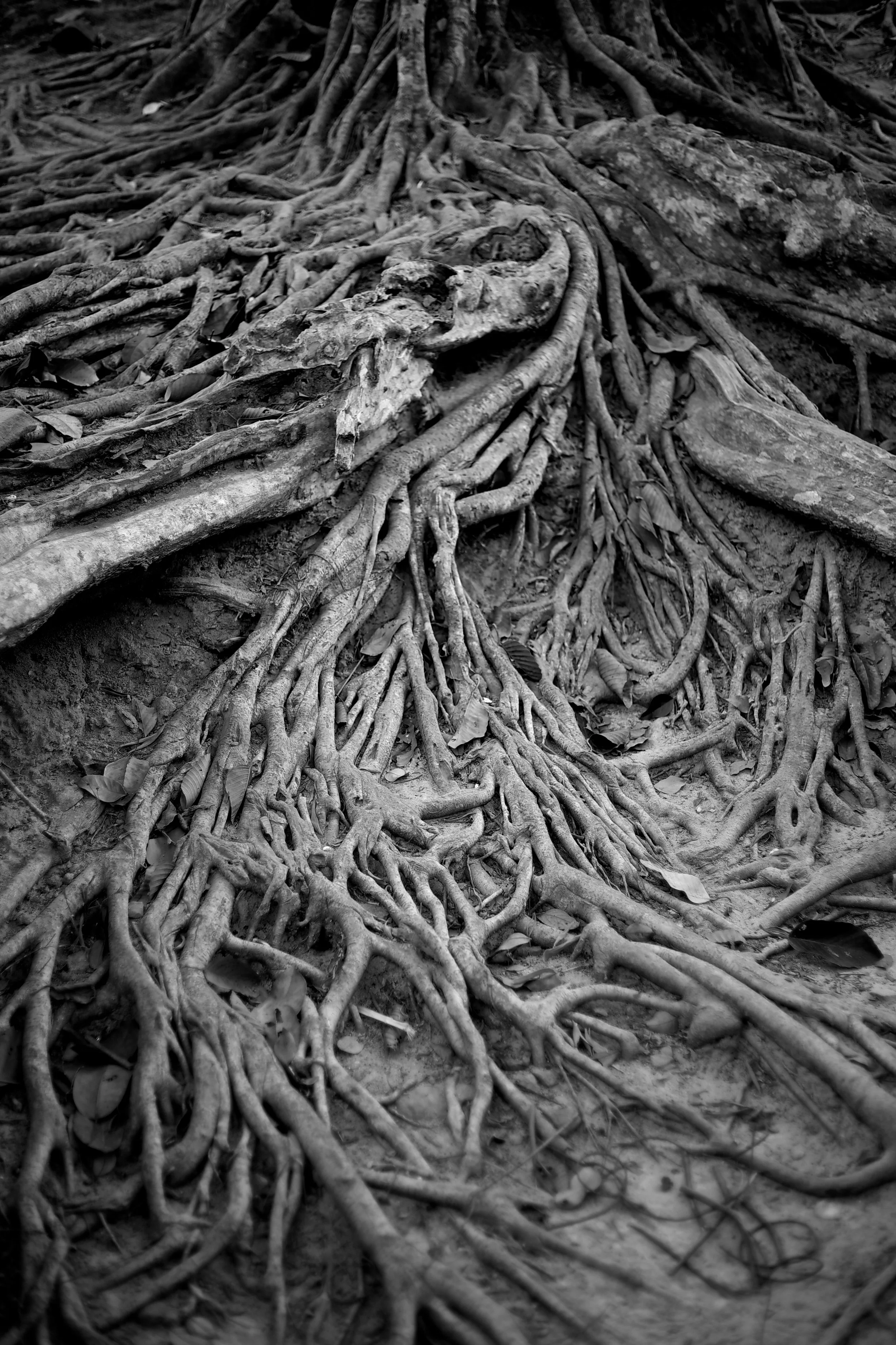 banyan roots, cambodia