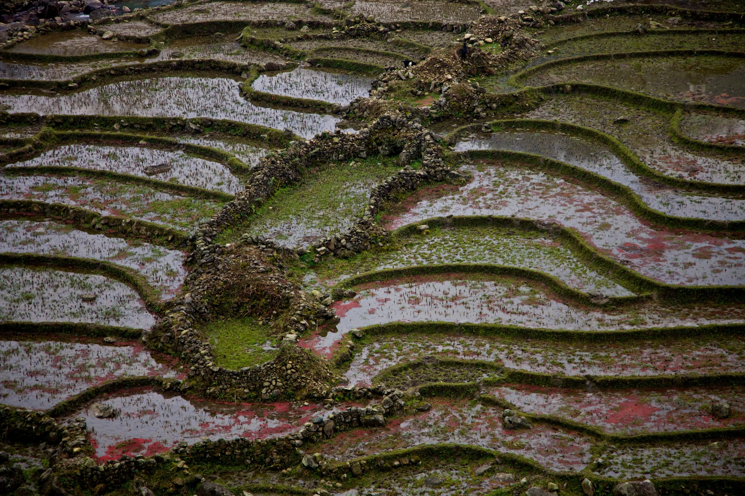Rice Paddies Sa Pa, Vietnam