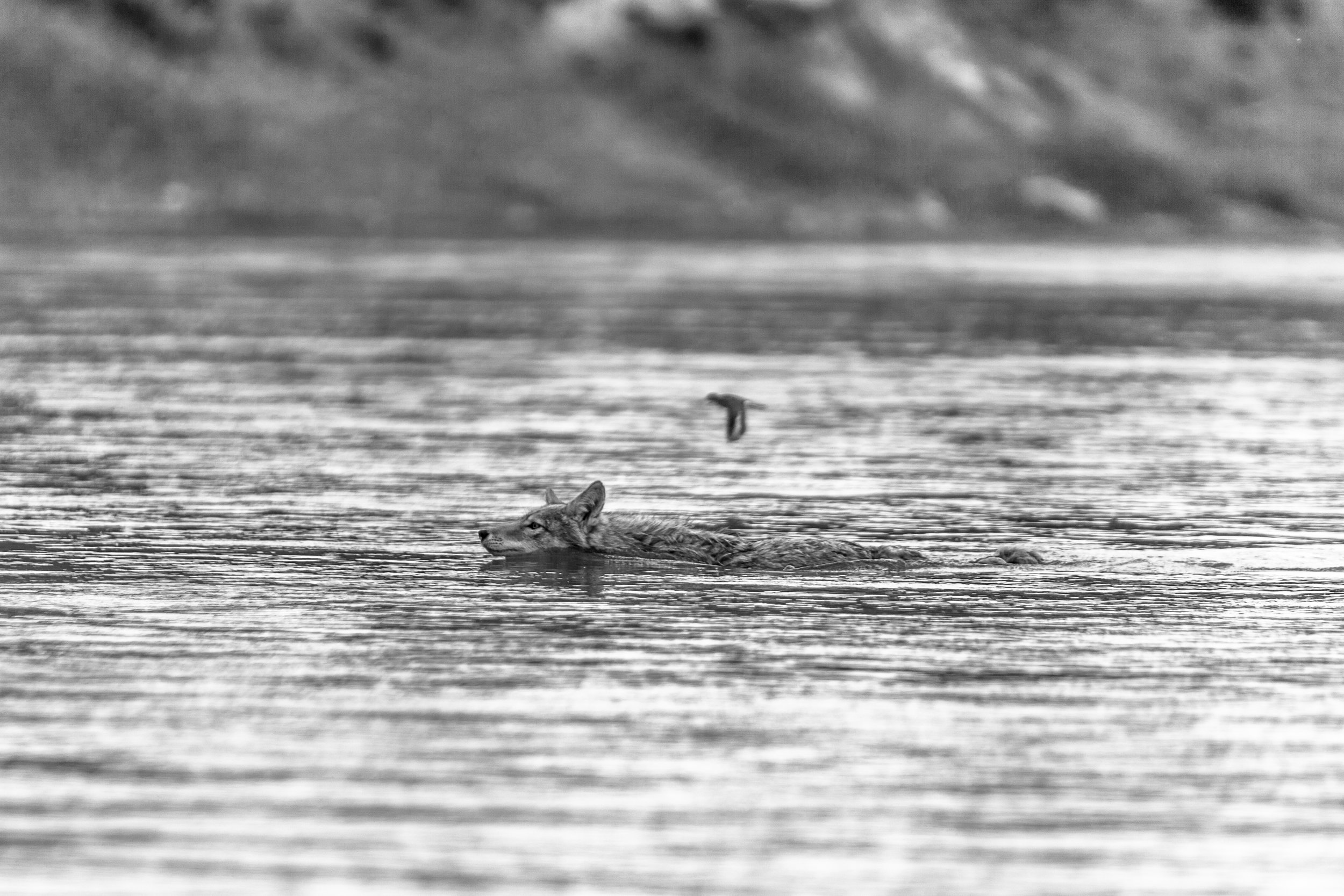 Coyote Swimming Near Woodhawk