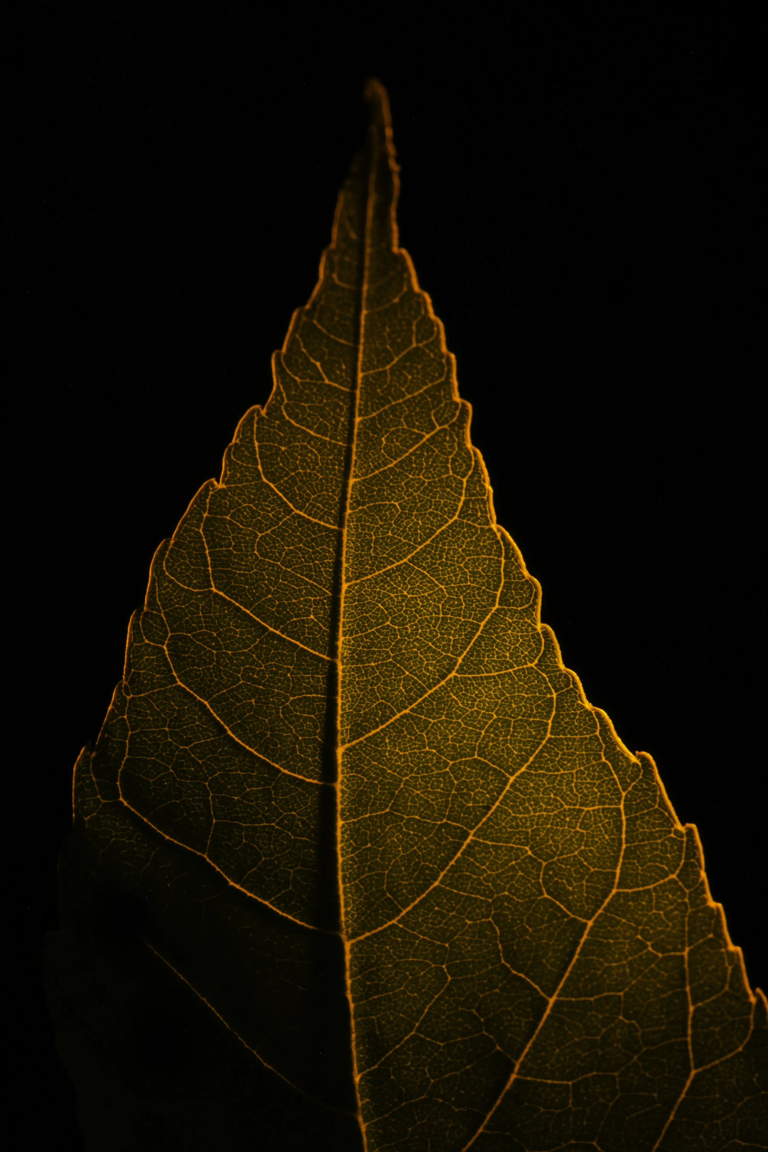 macro infrared cottonwood leaf, fort benton, mt