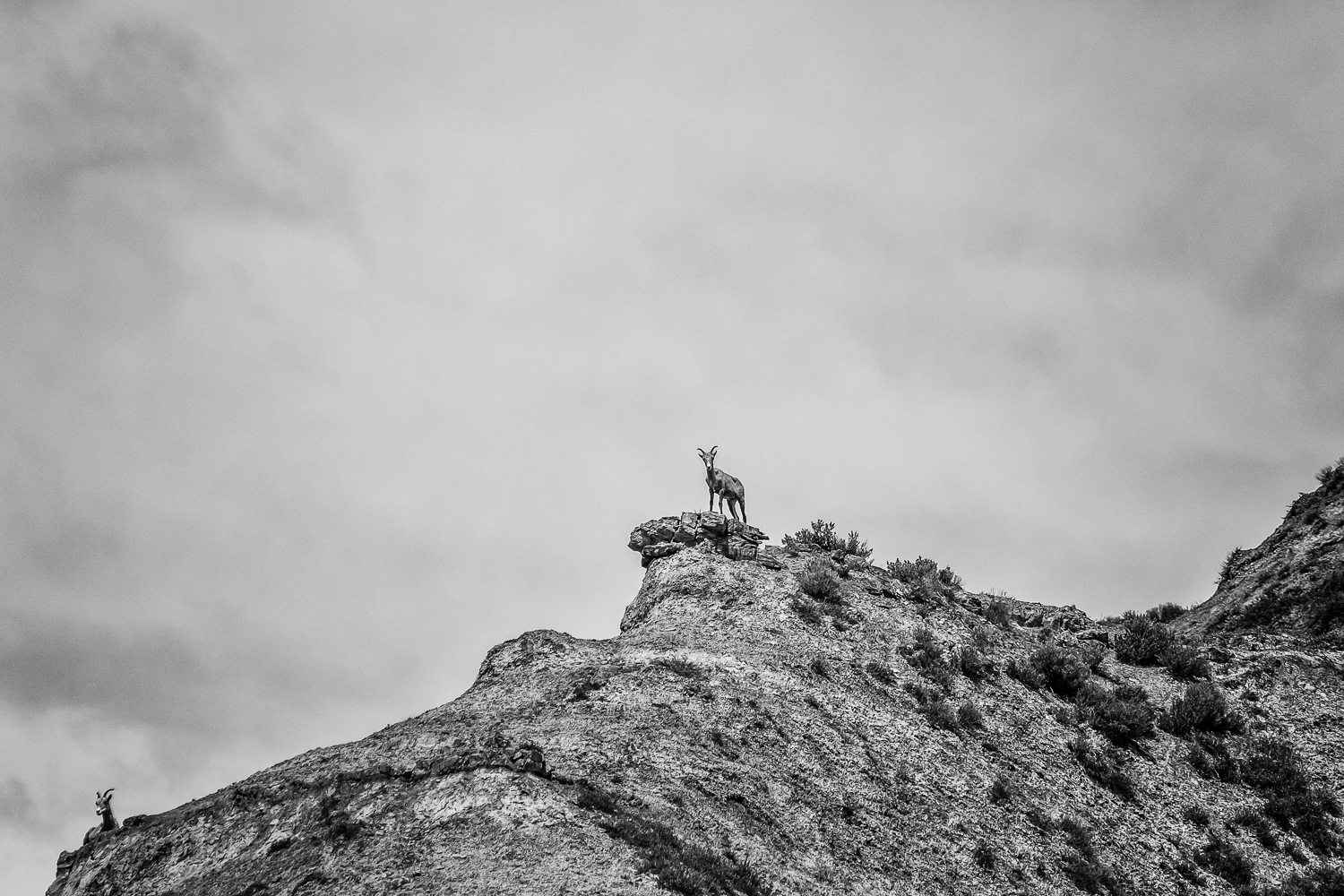 Bighorn Sheep near Gist Homestead