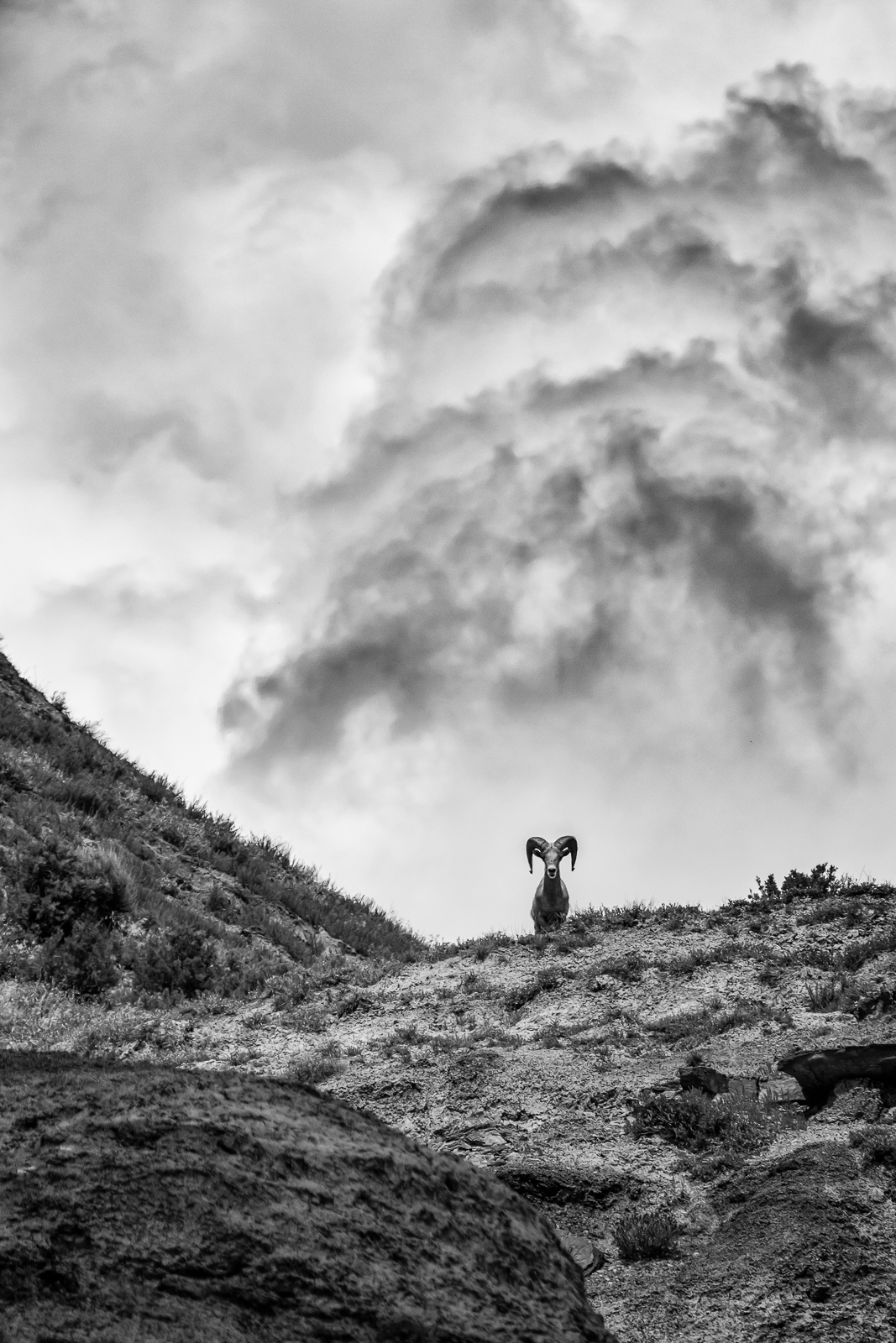 Bighorn Sheep Stare, Lower River