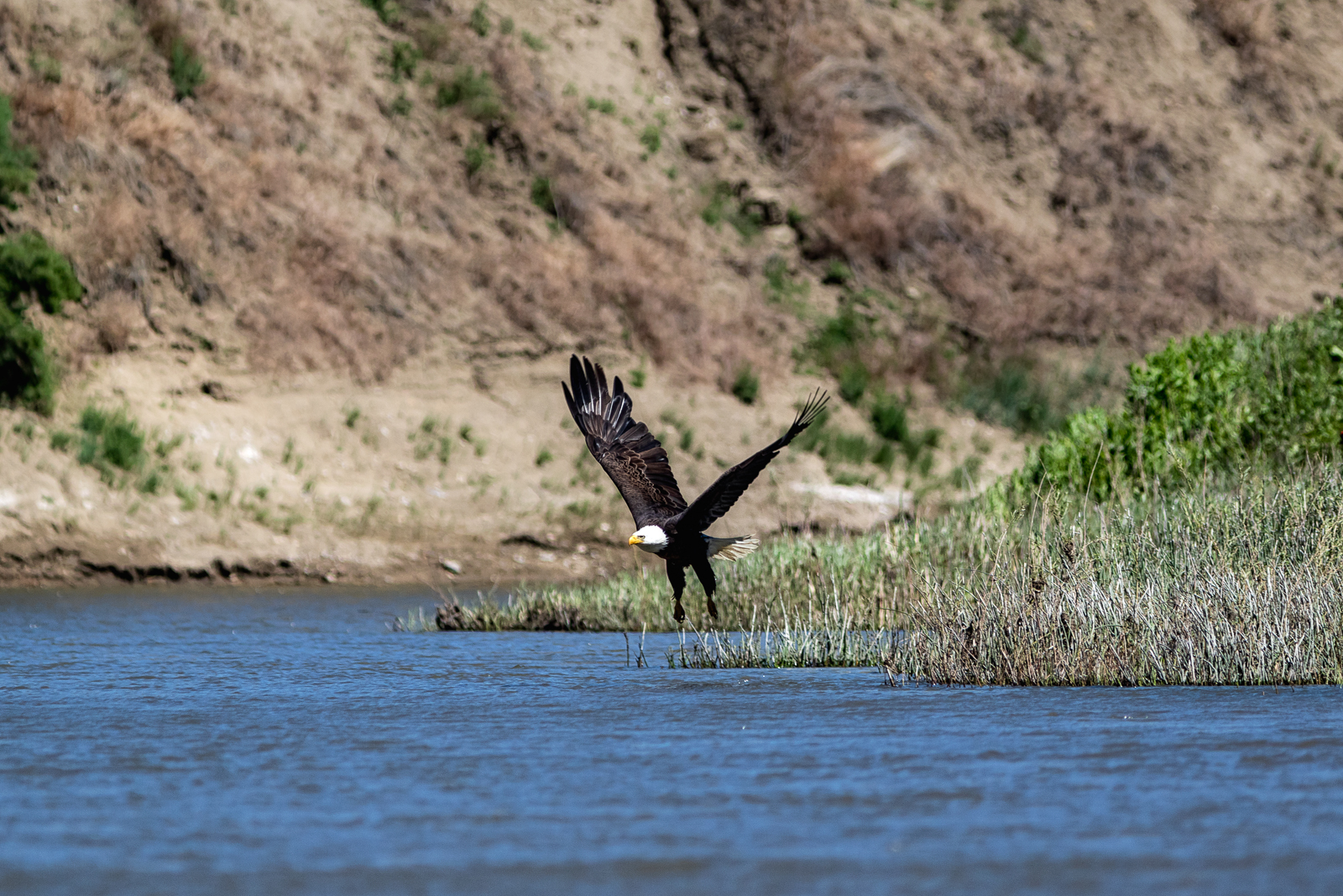 Bald Eagle Takeoff, River Mile 74