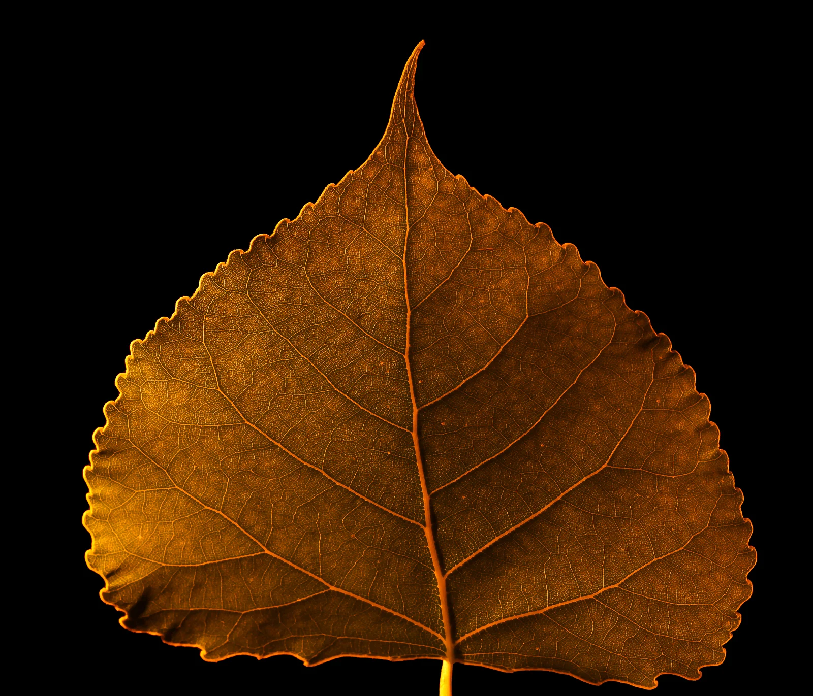 macro infrared cottonwood leaf II, fort benton, mt