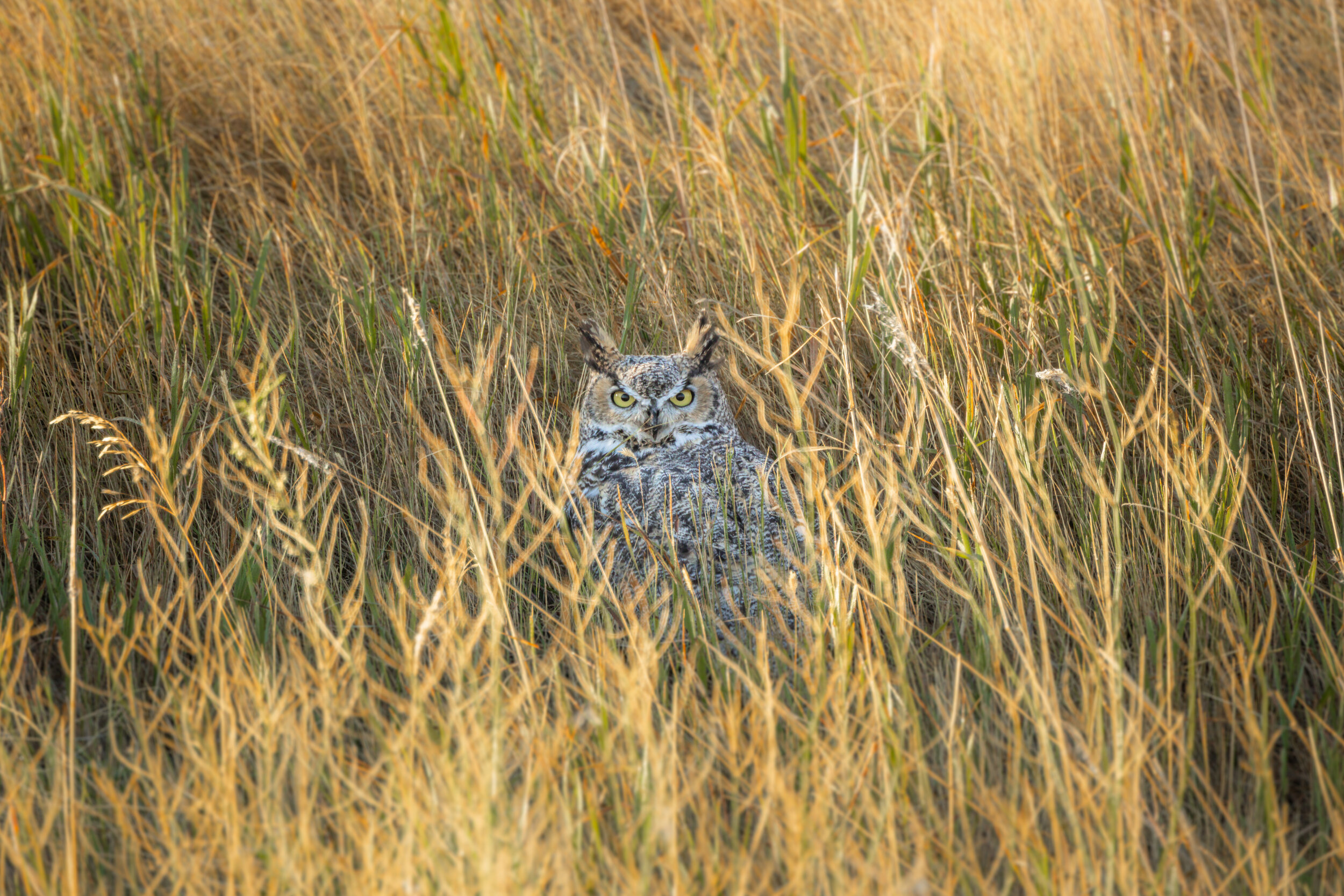 Hidden Great Horn Owl, Benton Lake