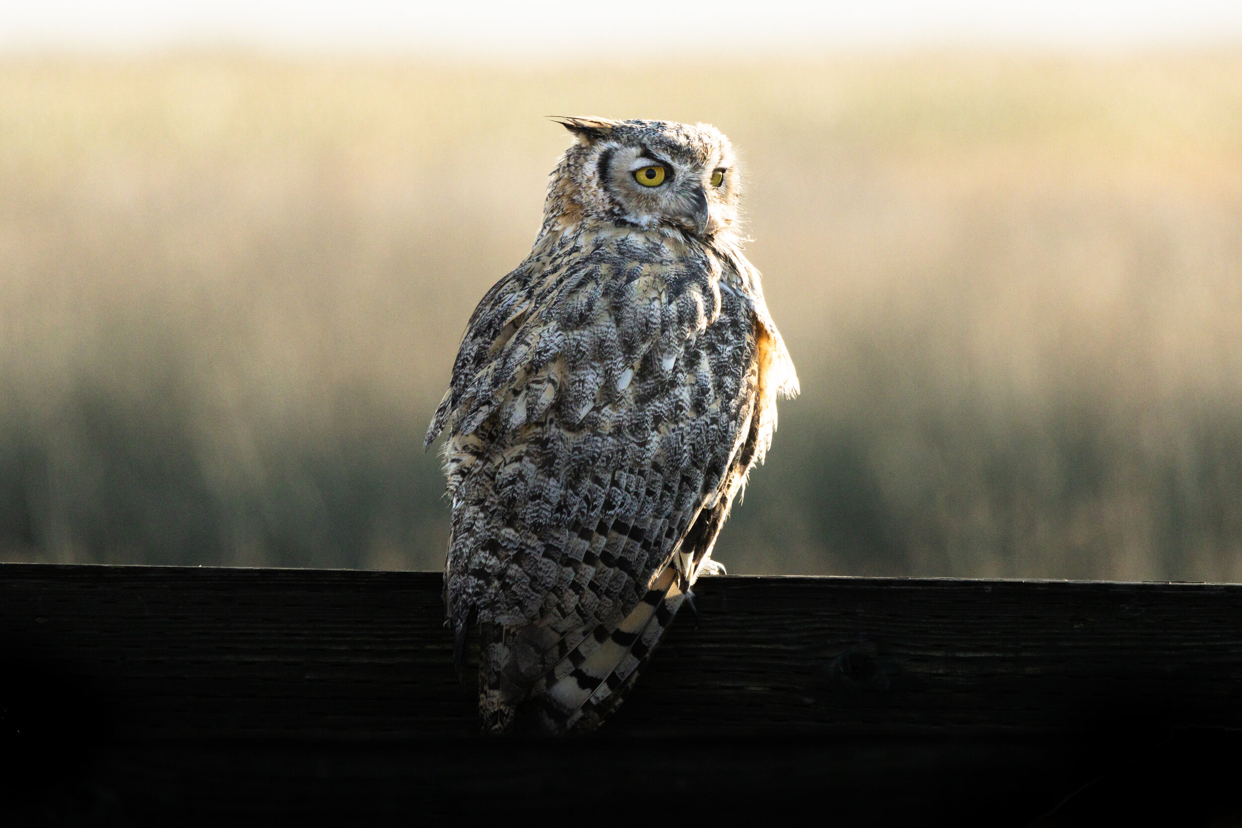 Great Horned Owl I, Benton Lake