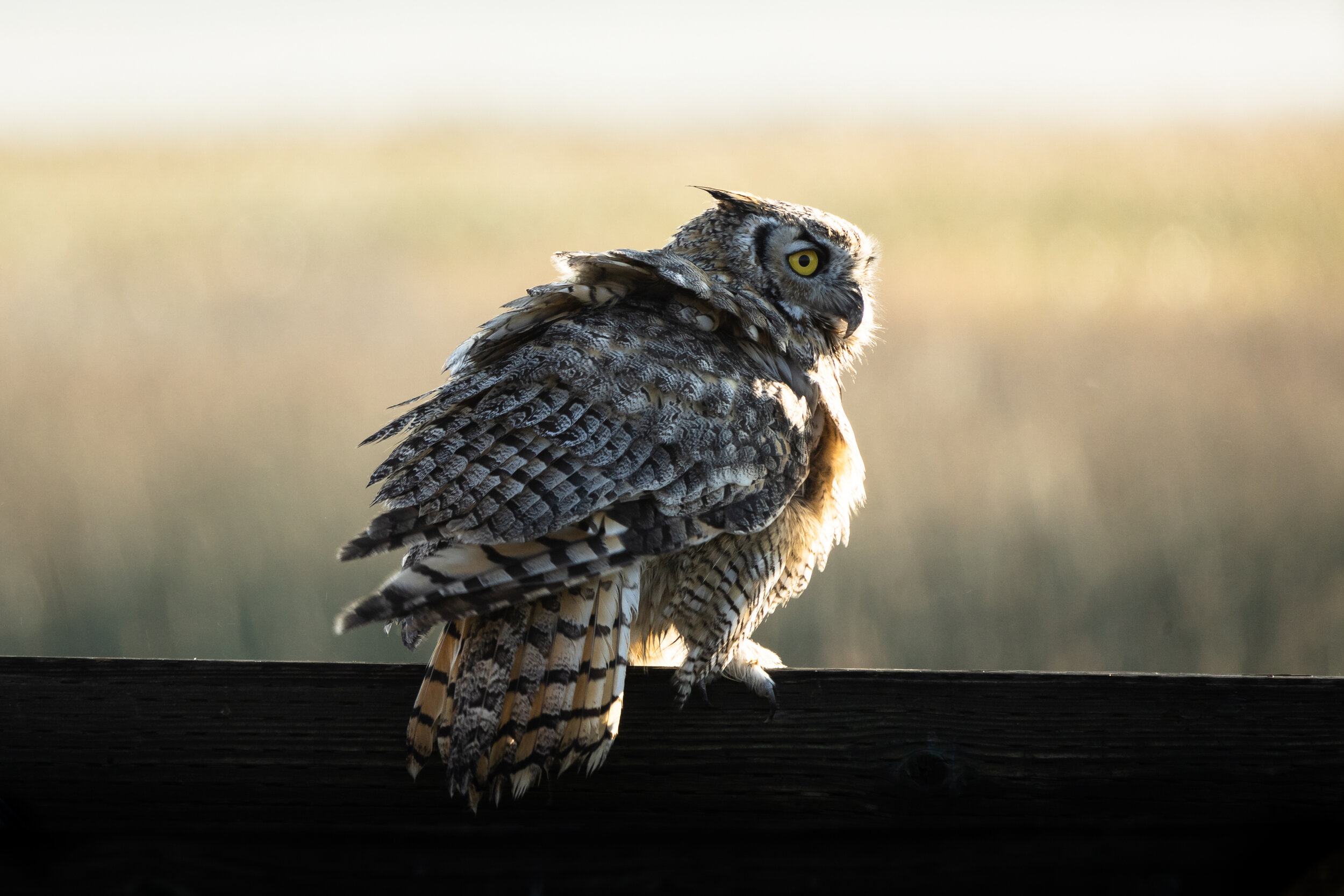 Great Horned Owl II, Benton Lake 