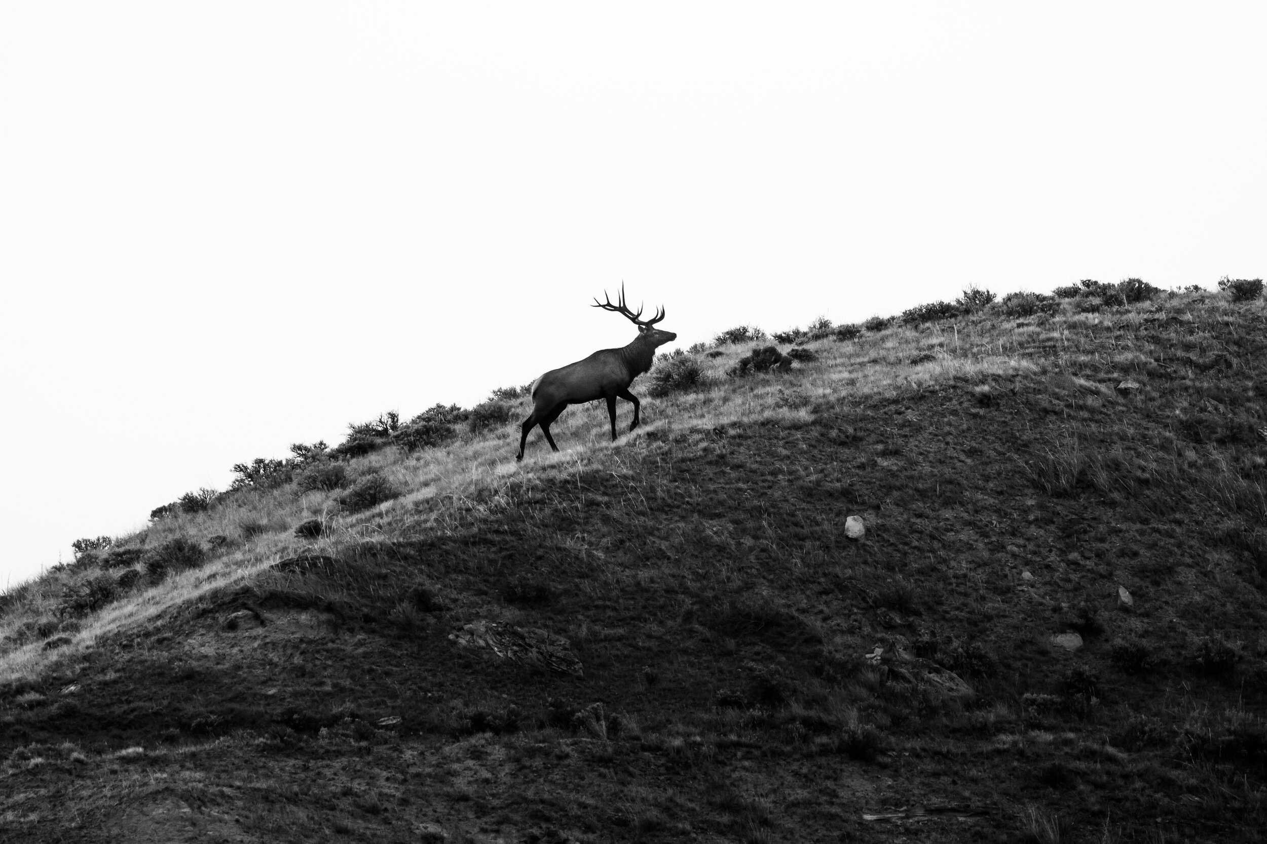 Elk III, Flat Rock