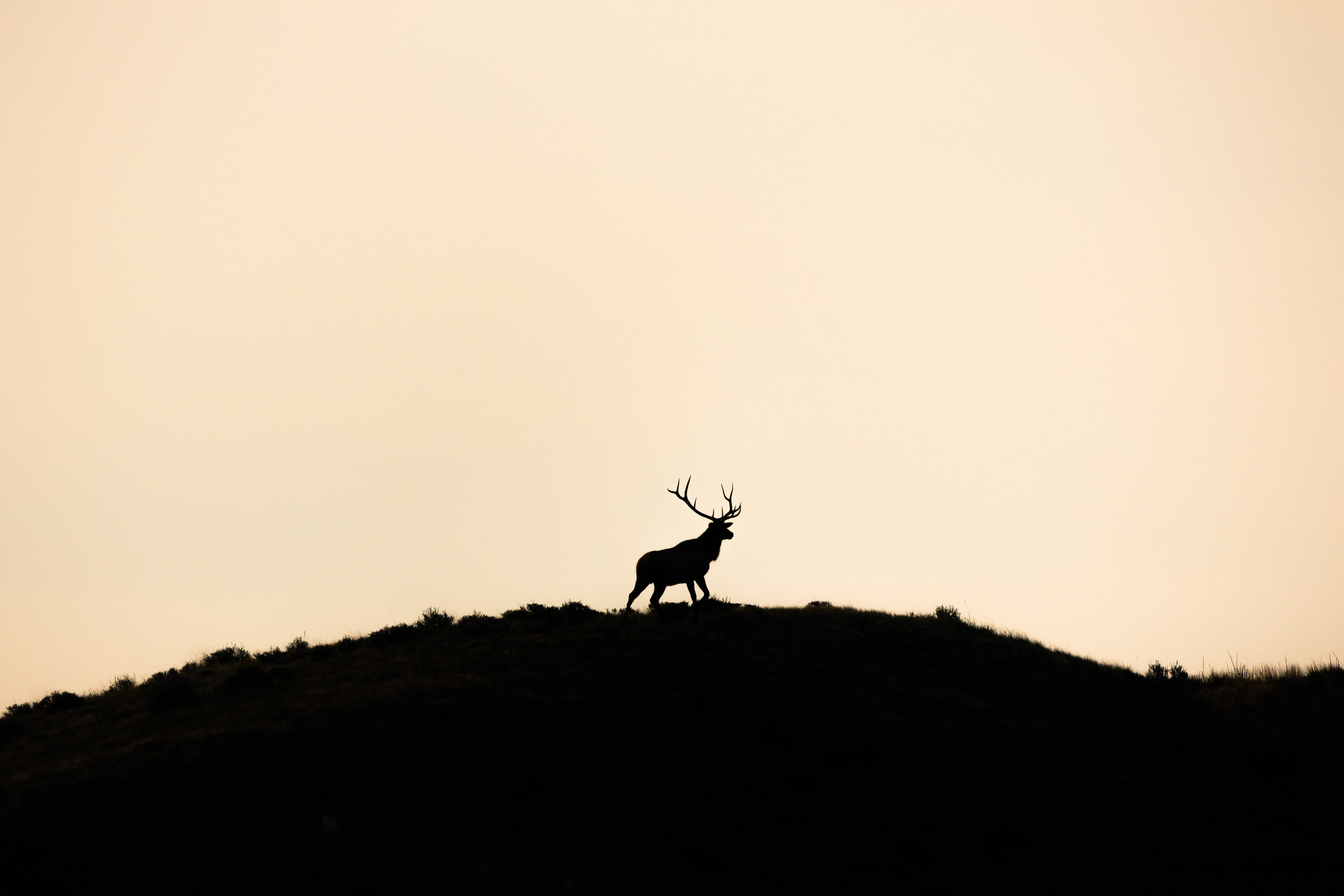 Sunrise Elk I