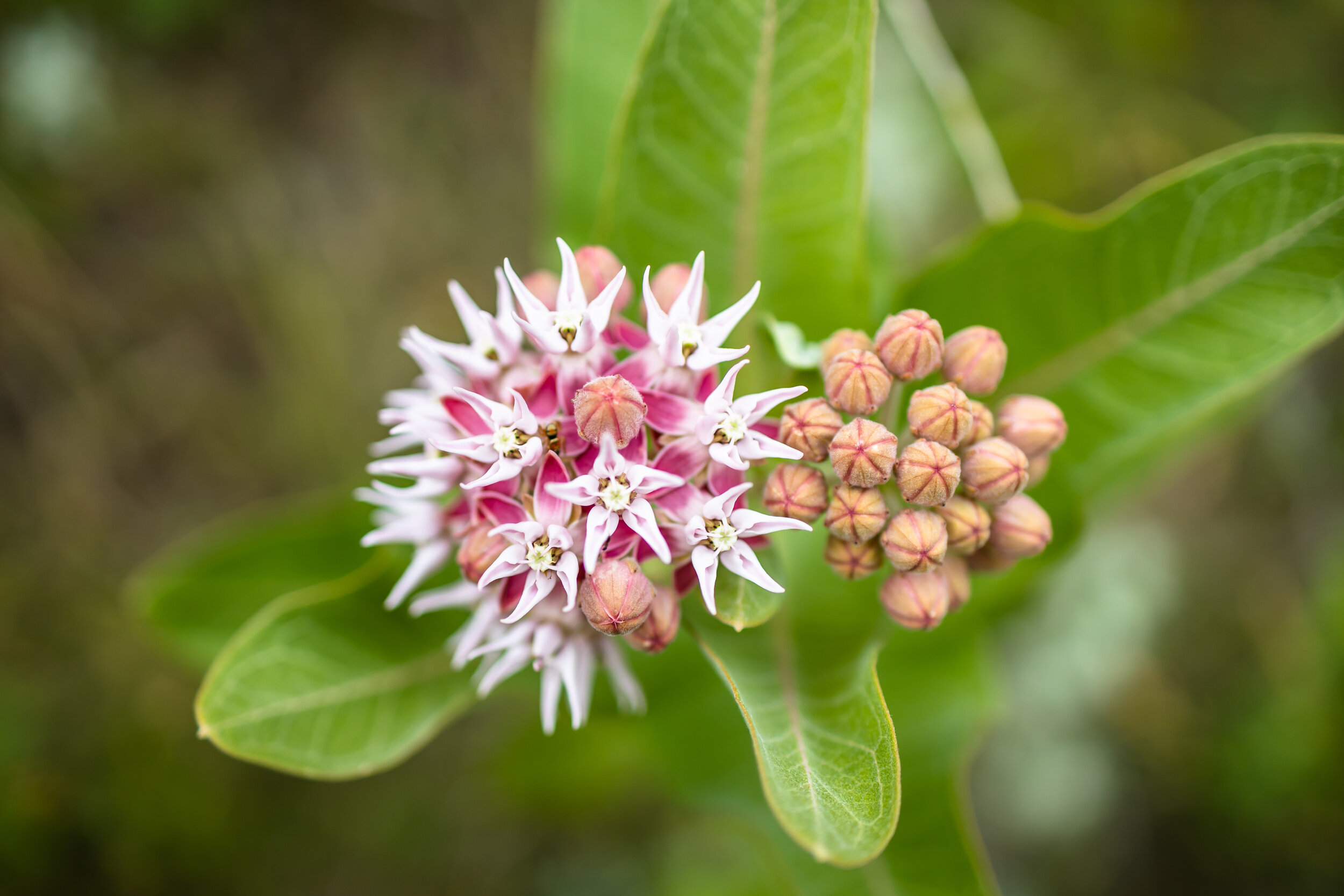 Milk Weed Macro