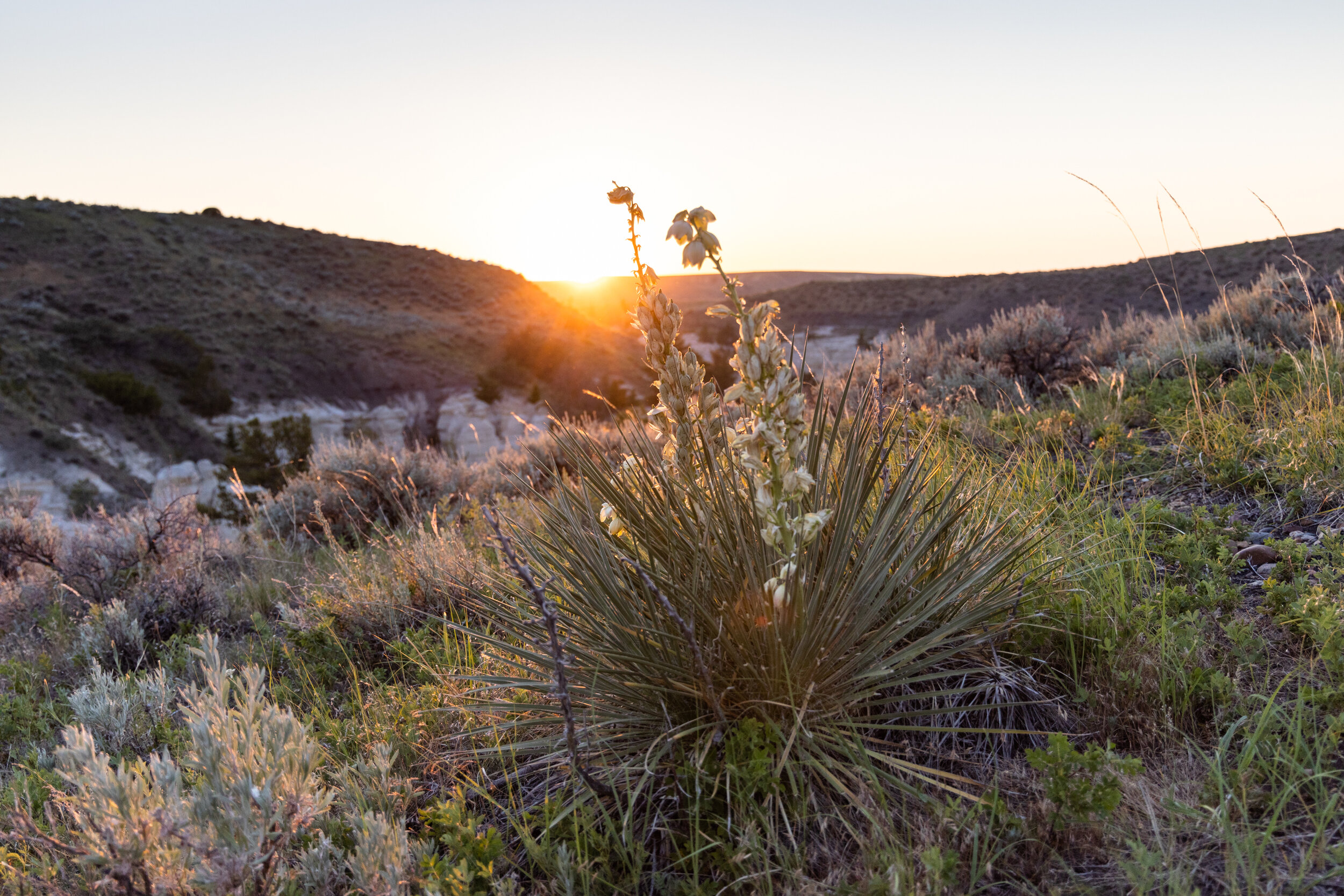 Sunset Yucca I