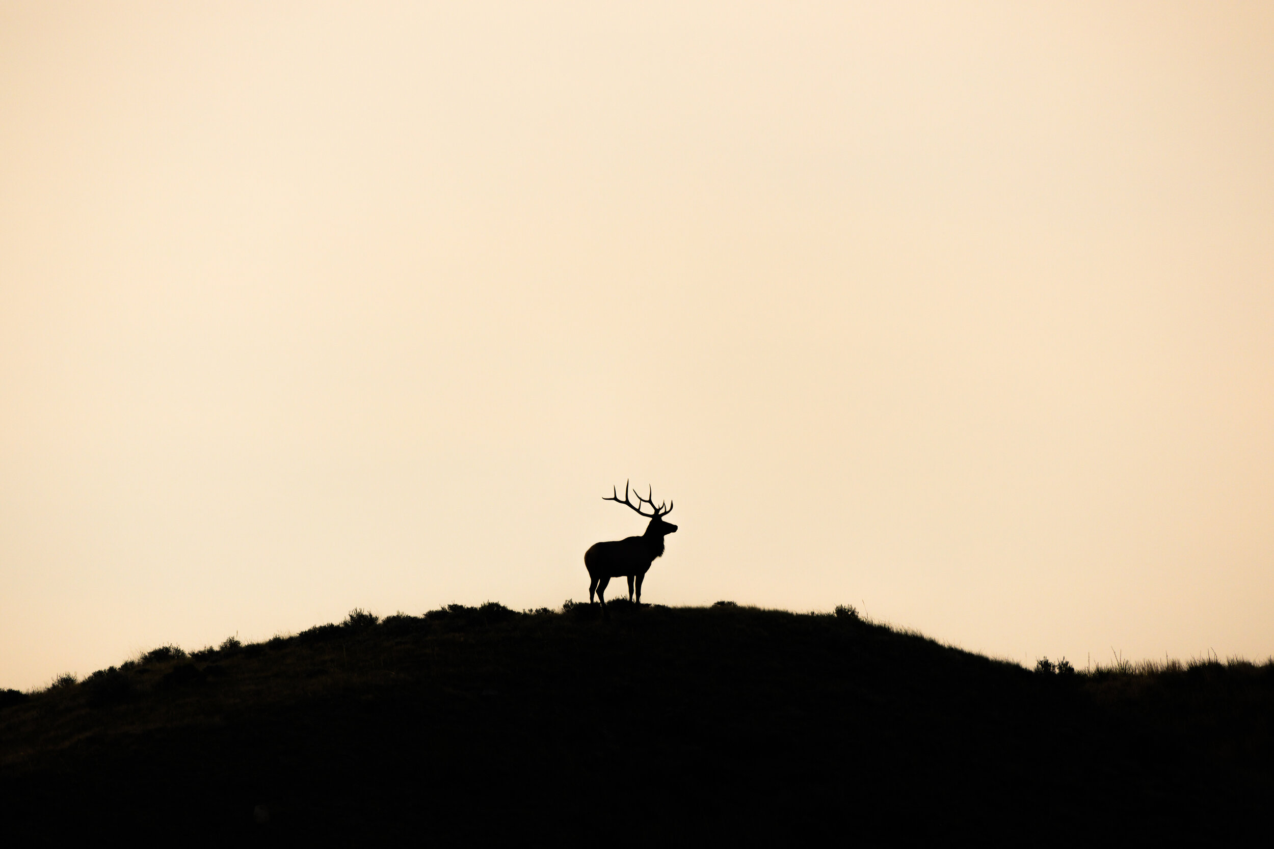 Sunrise Elk II