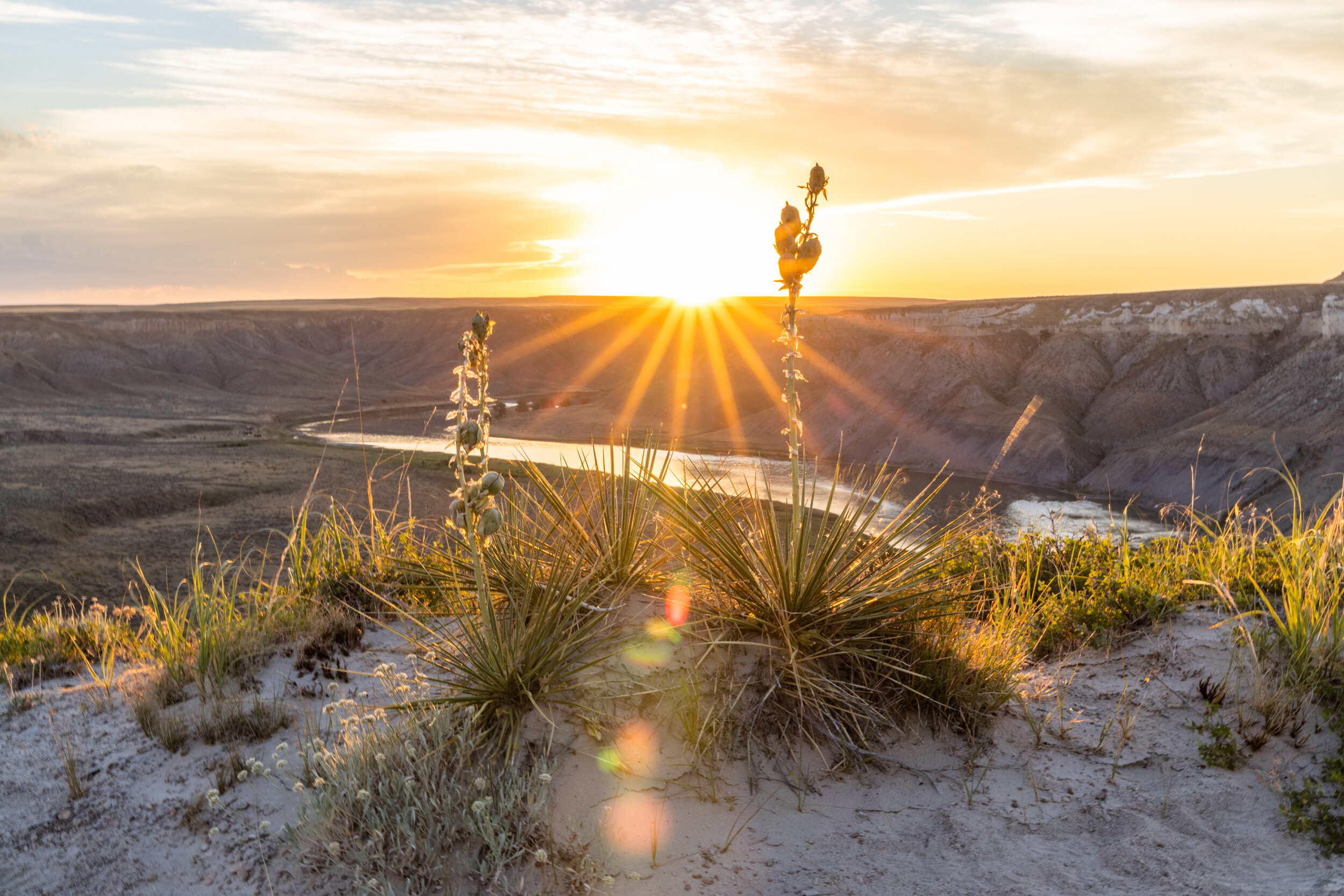 Sunset Yucca II