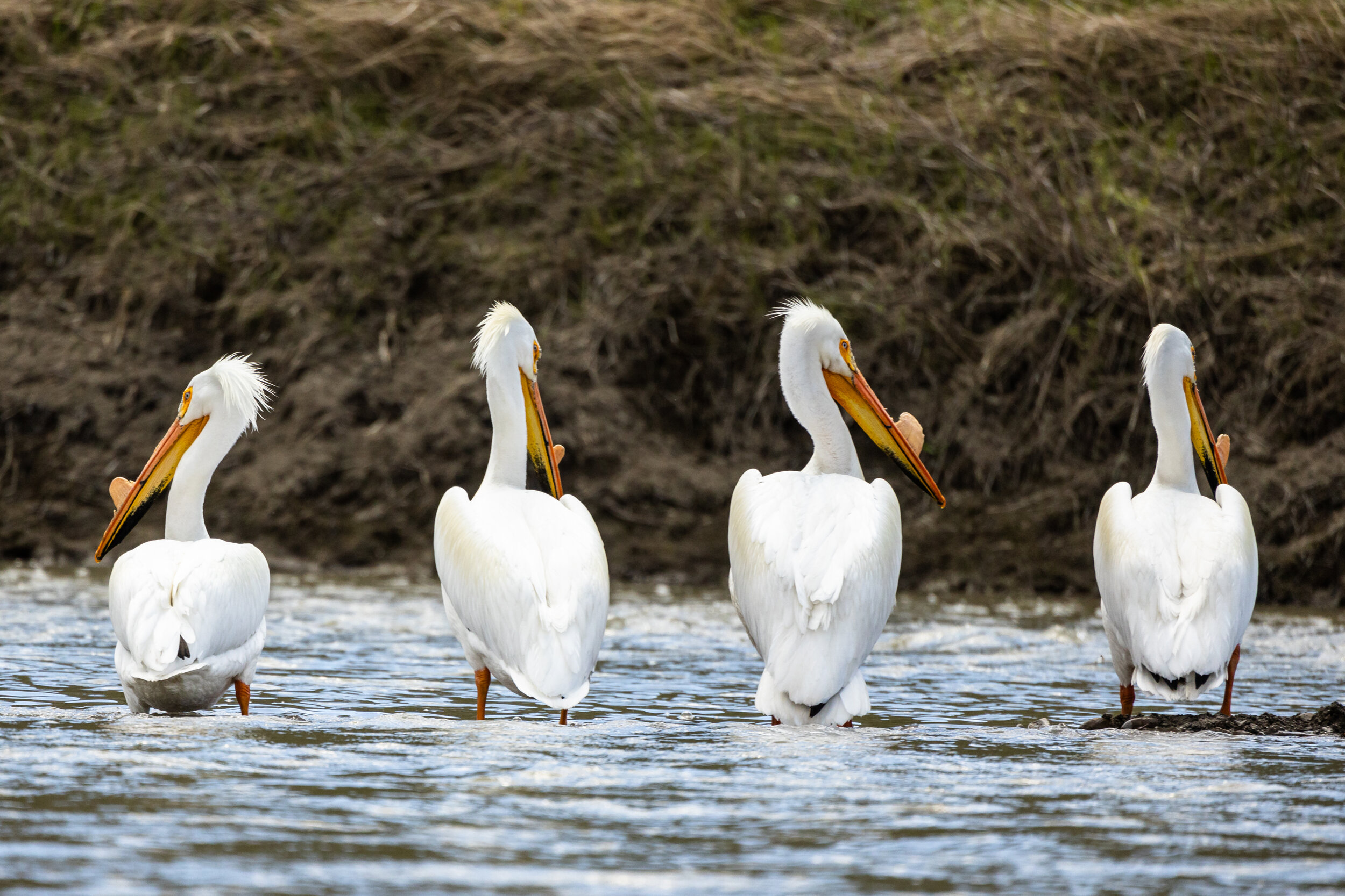 Four Pelicans