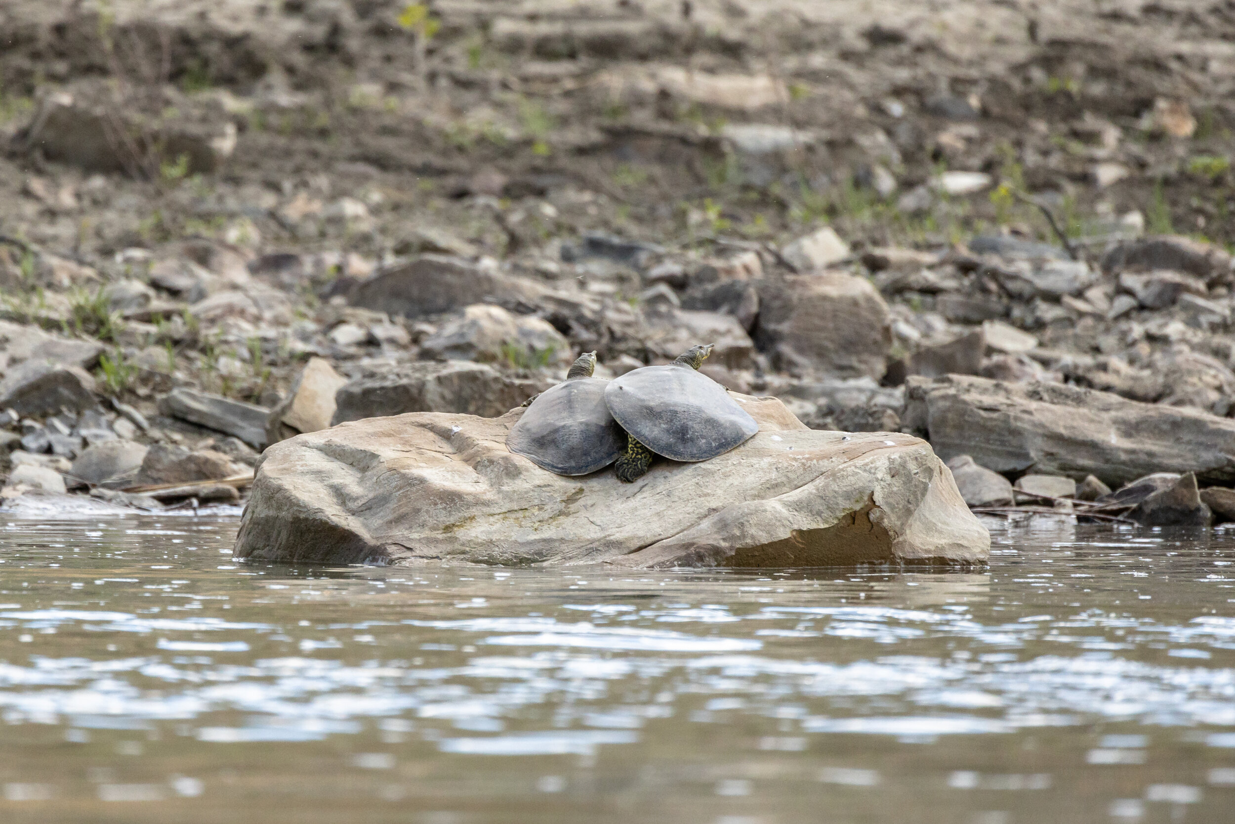 Snuggling Softshells