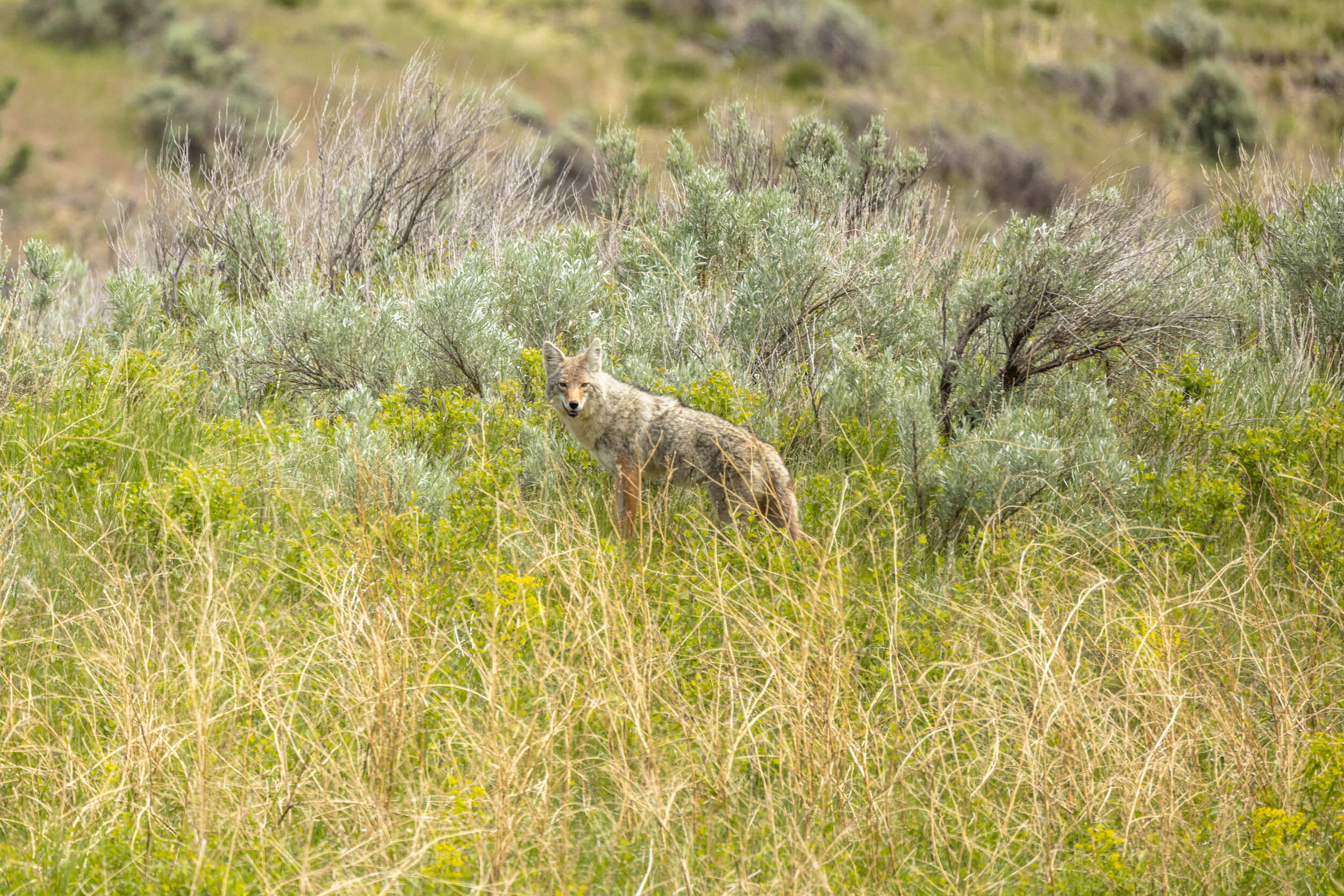 Hidden Coyote