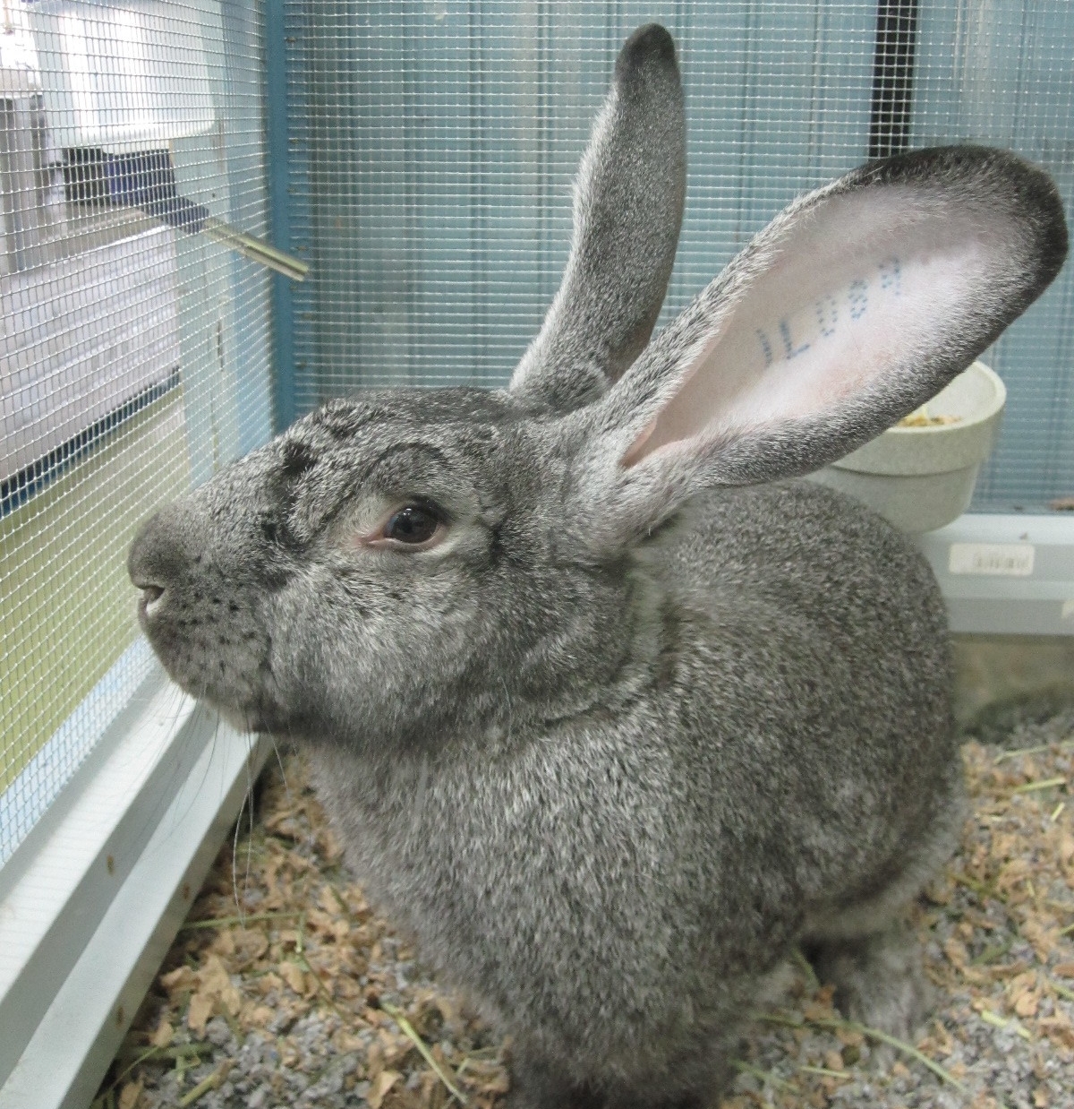   See Stan the Man our in house Flemmish Giant Rabbit. He runs the store.     