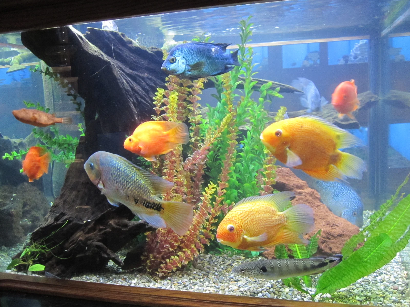 Fish Room — Animal Krackers Pet Center