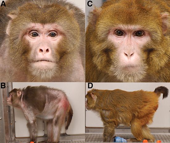 The monkey on the right was on a calorie restricted diet. (C and D)