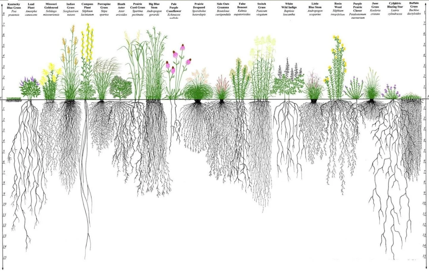 Prairie Root Systems updated.jpg