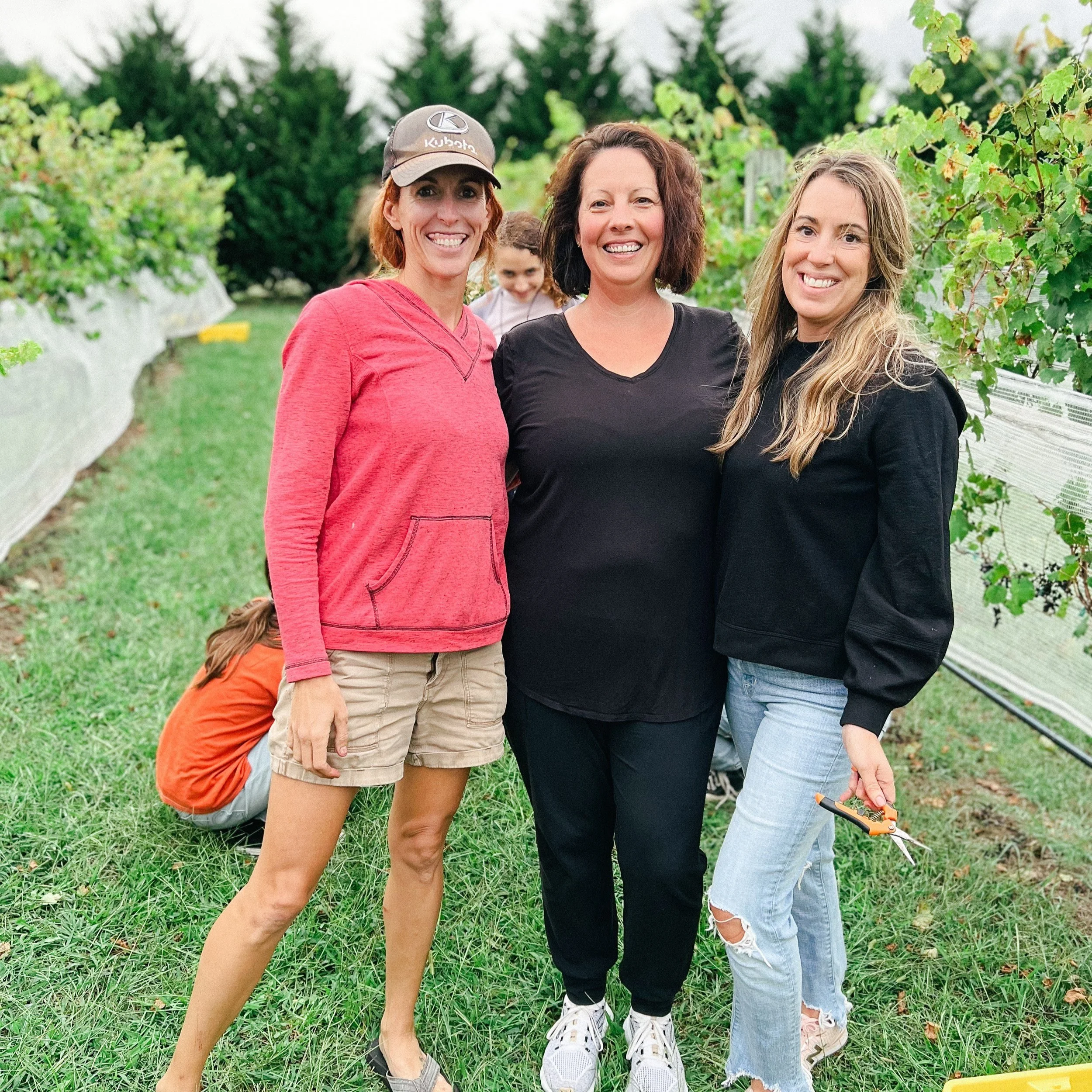 Harvest Chambourcin at Generations Vineyard