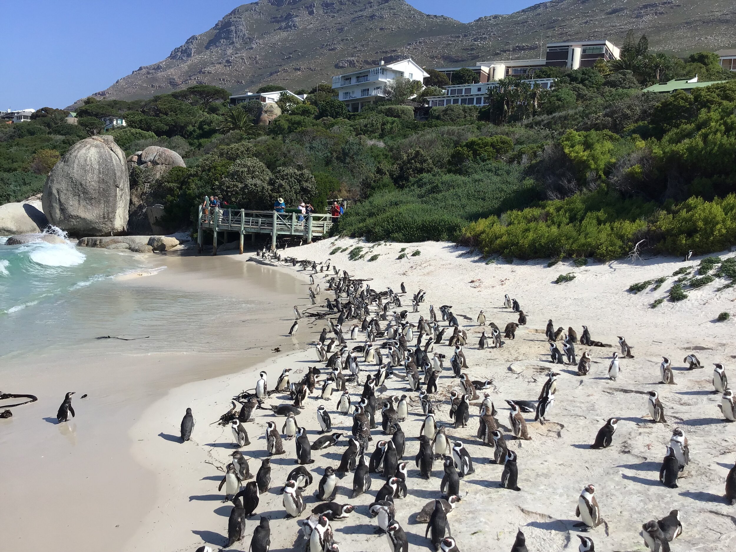 Just south of Cape Town, the famous African penguins of Boulders Beach impress kids. There also happens to be an unreal family swimming beach at the edge of the penguin colony. A wildlife encounter like no other. Photo by @ChanceBrown