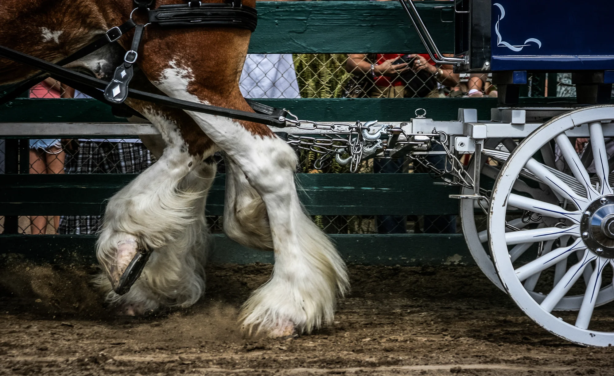 Equine Photography by Holly Martin-9.jpg