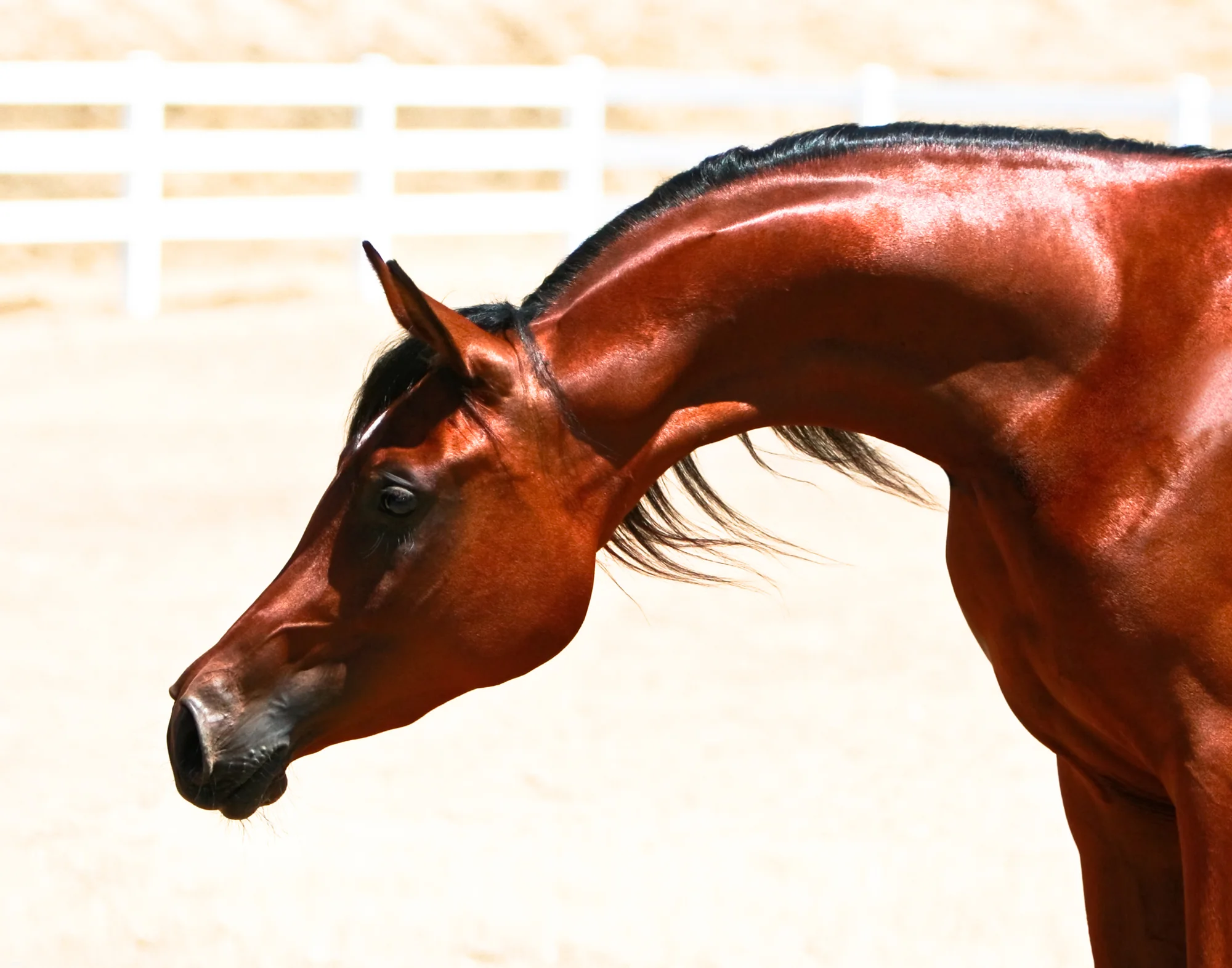 Equine Photography by Holly Martin-10.jpg