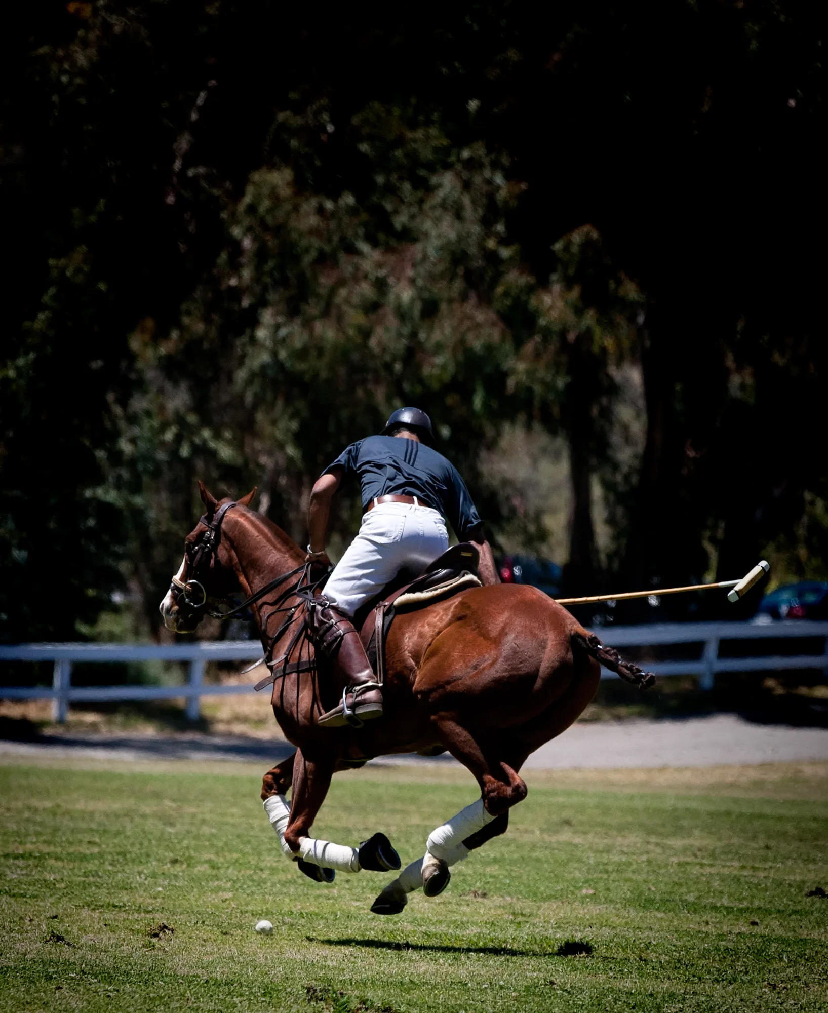 Equine Photography by Holly Martin-32.jpg