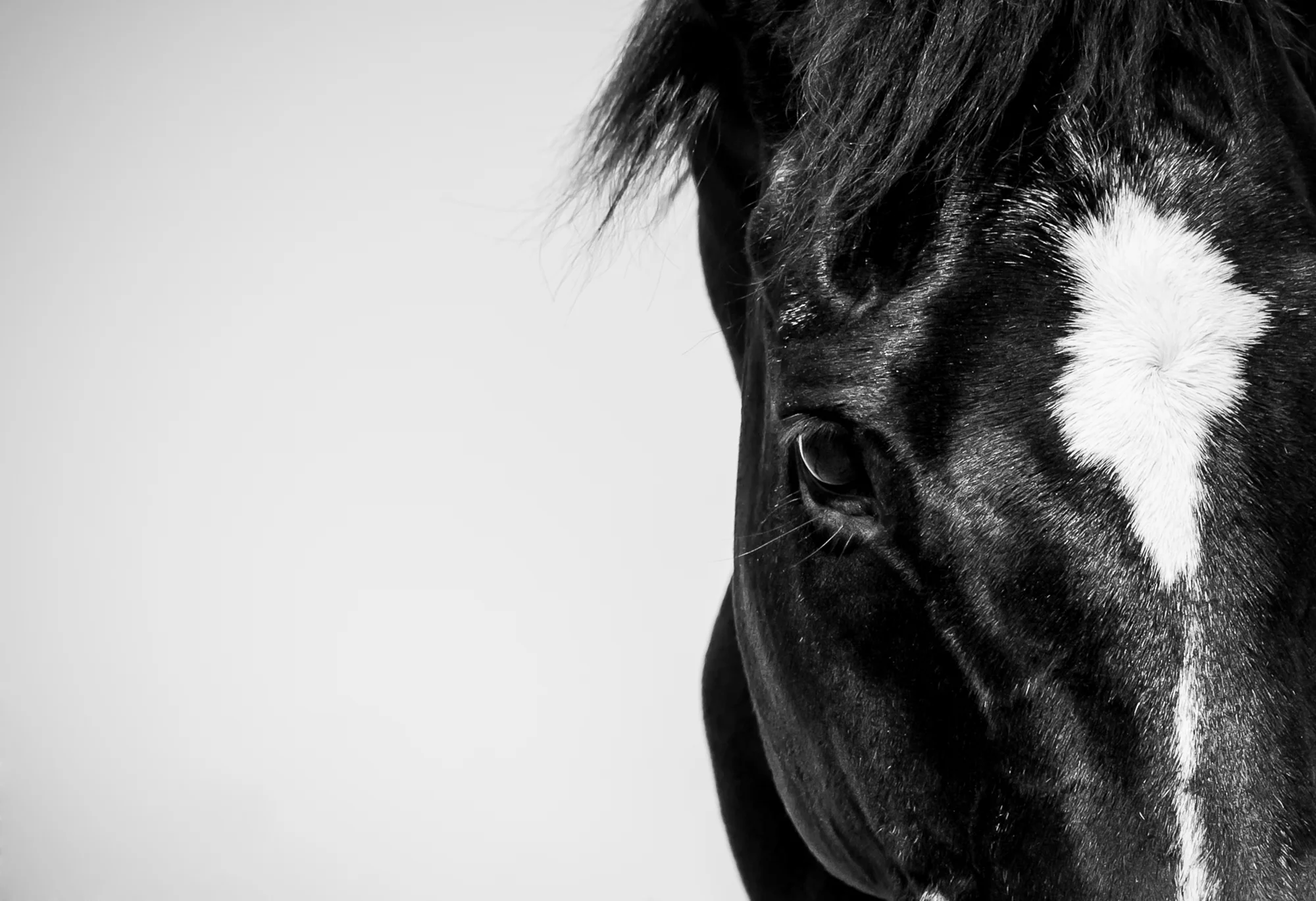 Equine Photography by Holly Martin-43.jpg