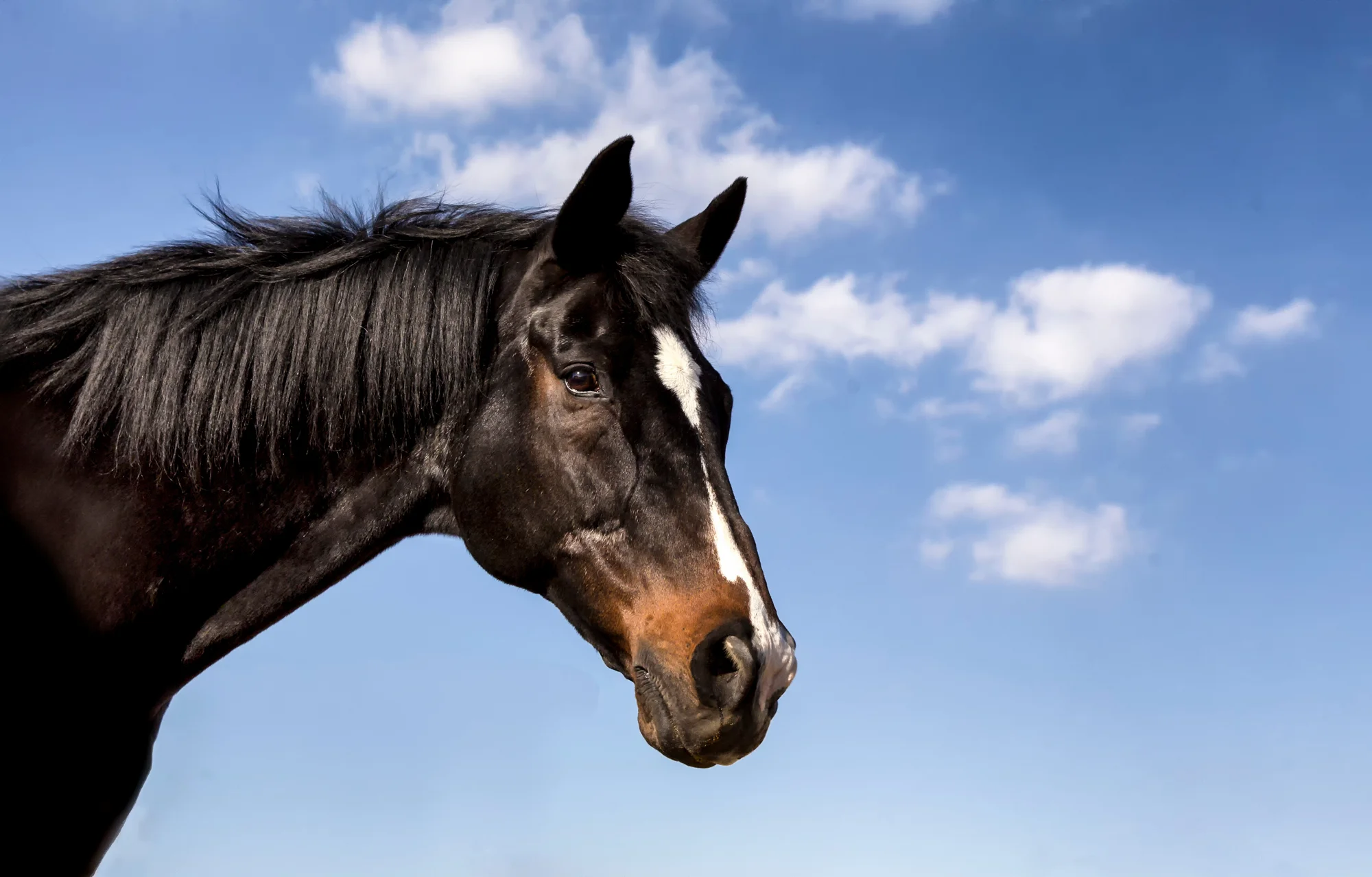 Equine Photography by Holly Martin-44.jpg