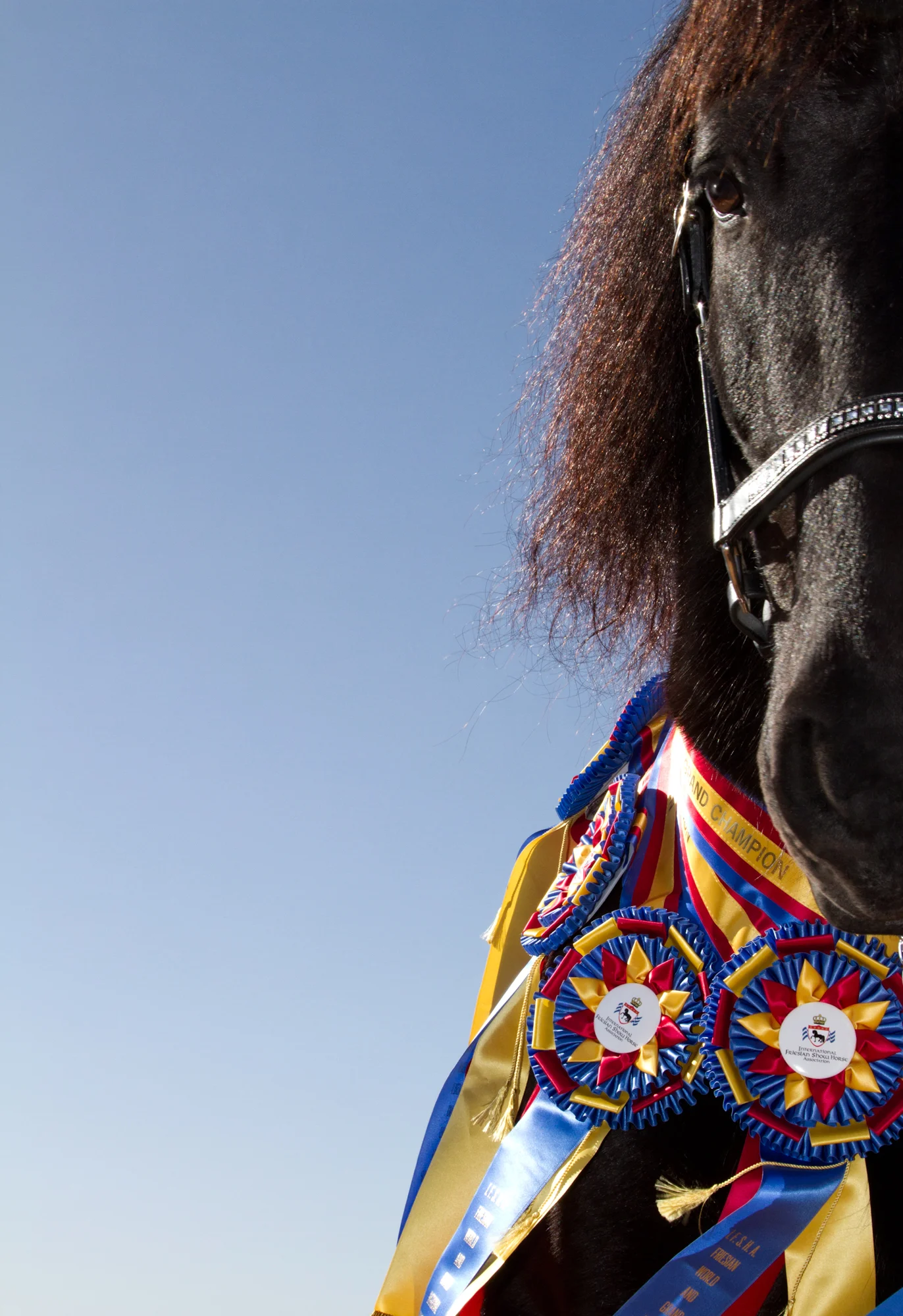 Equine Photography by Holly Martin-116.jpg