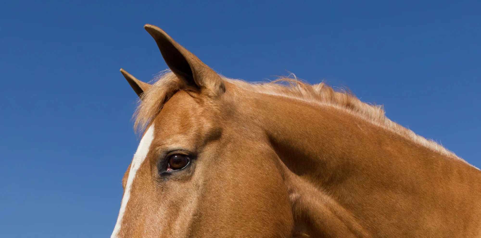 Equine Photography by Holly Martin-152.jpg