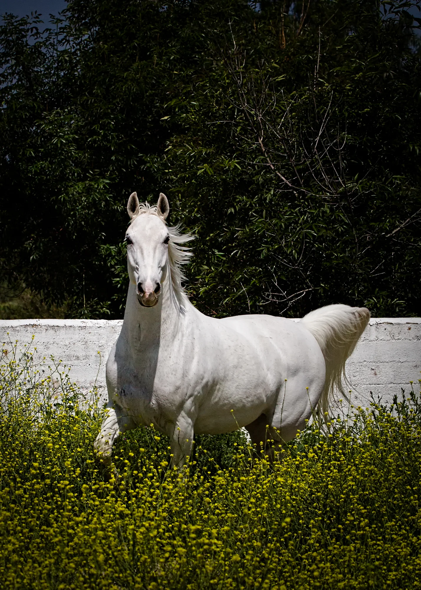 Equine Photography by Holly Martin-150.jpg