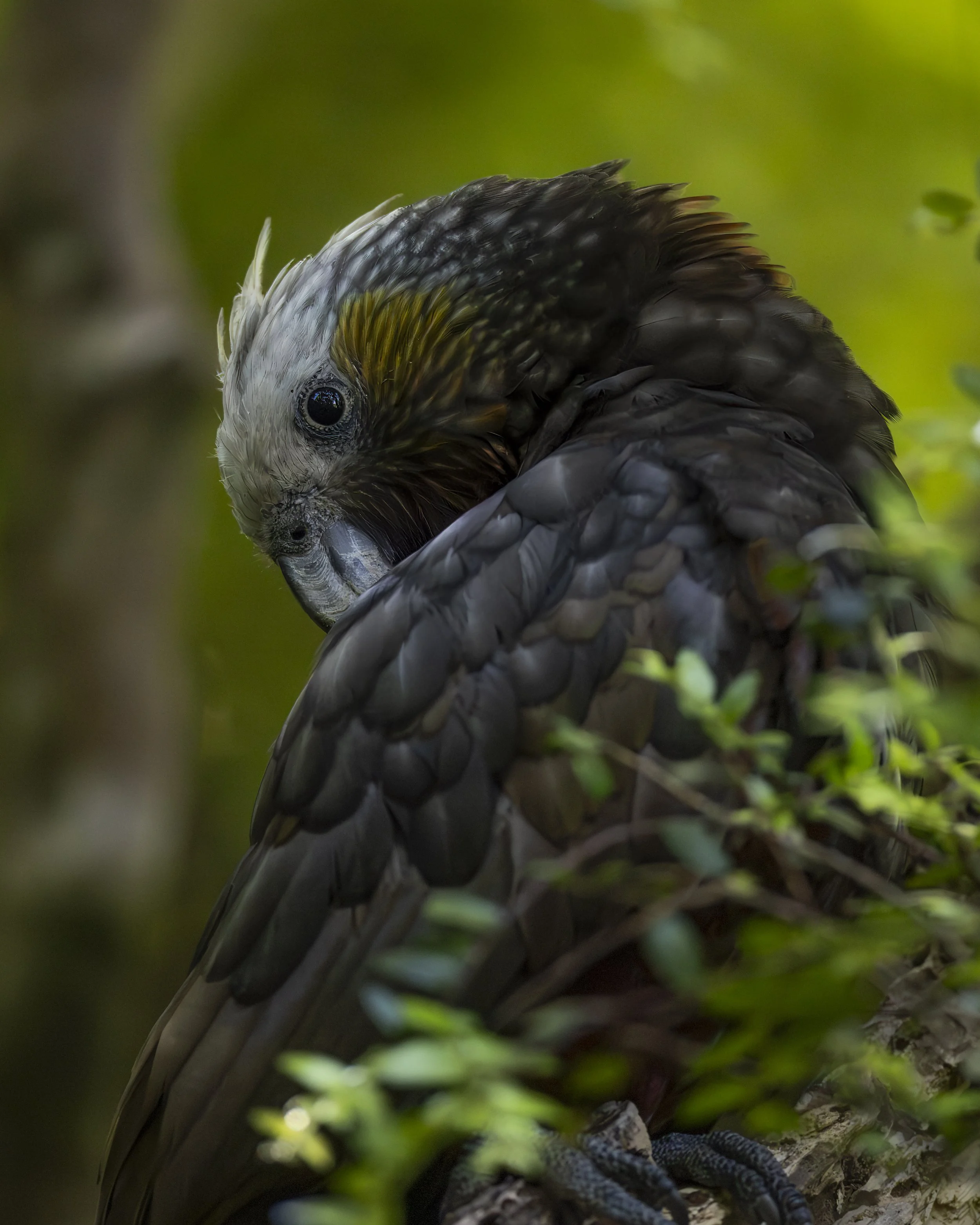 Preening Kaka