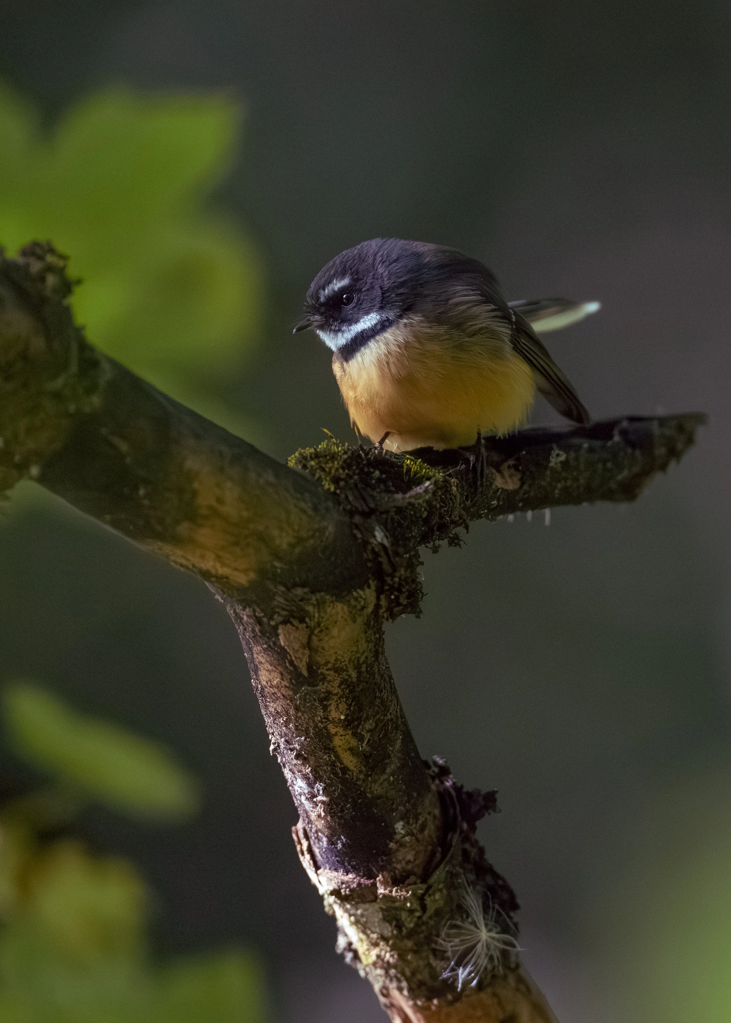 Fantail 5x7 (1 of 1).jpg