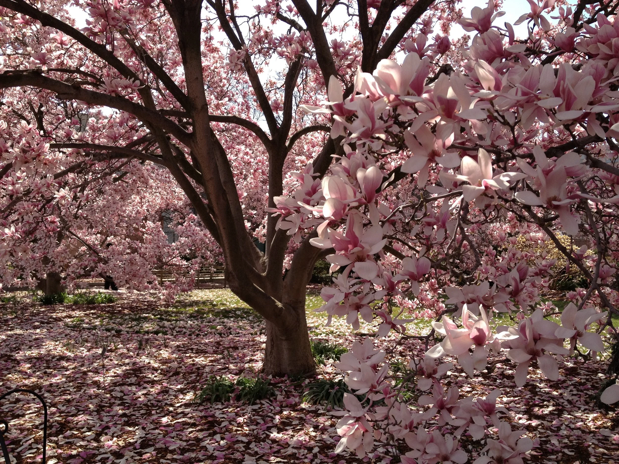 CherryBlossom-3.JPG