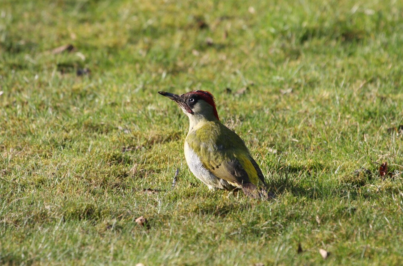 green-woodpecker_8936016140_o.jpg