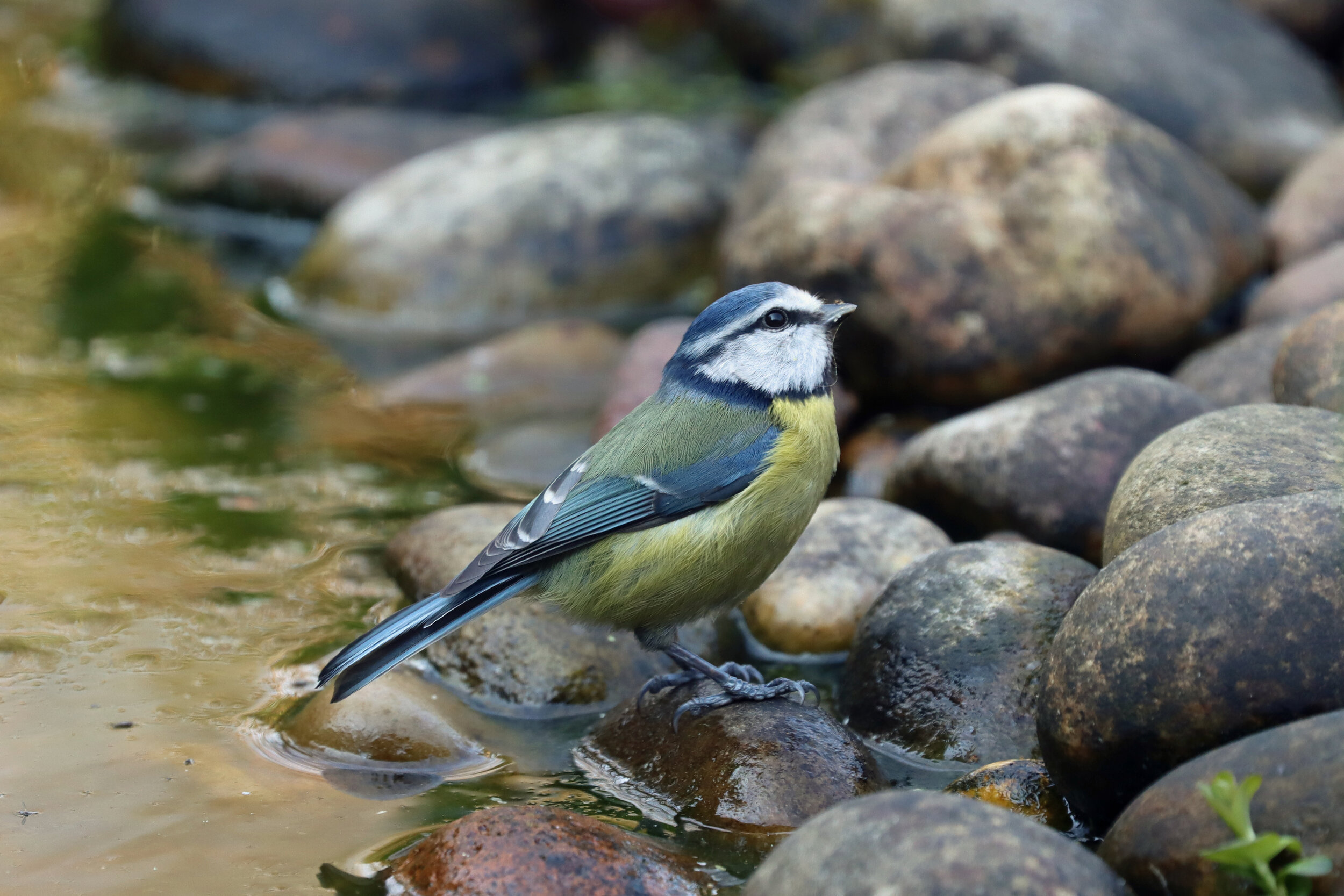 img_4905-blue-tit_49703890288_o.jpg