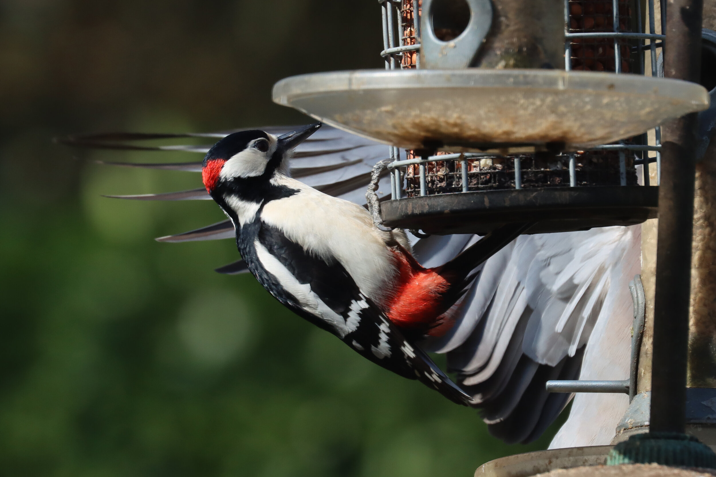 img_4916-great-spotted-woodpecker-m_49704419126_o.jpg