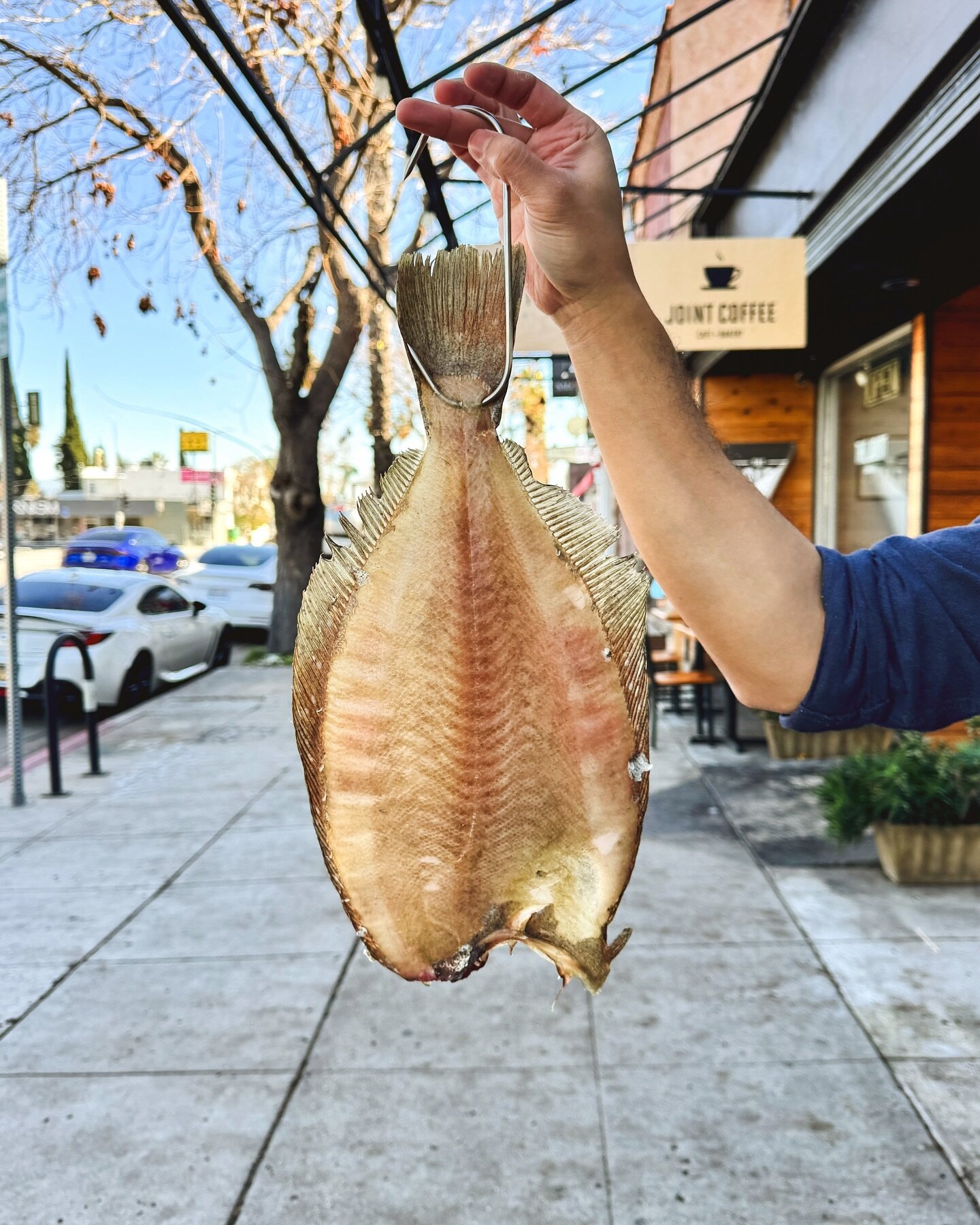 Olive Flounder aka Hirame meat is light/delicate in texture, it carries a mild fish flavor with a sweet finish. Meat found on the main body is lean and silky while muscles closer to the fins are fattier and carry a denser texture.