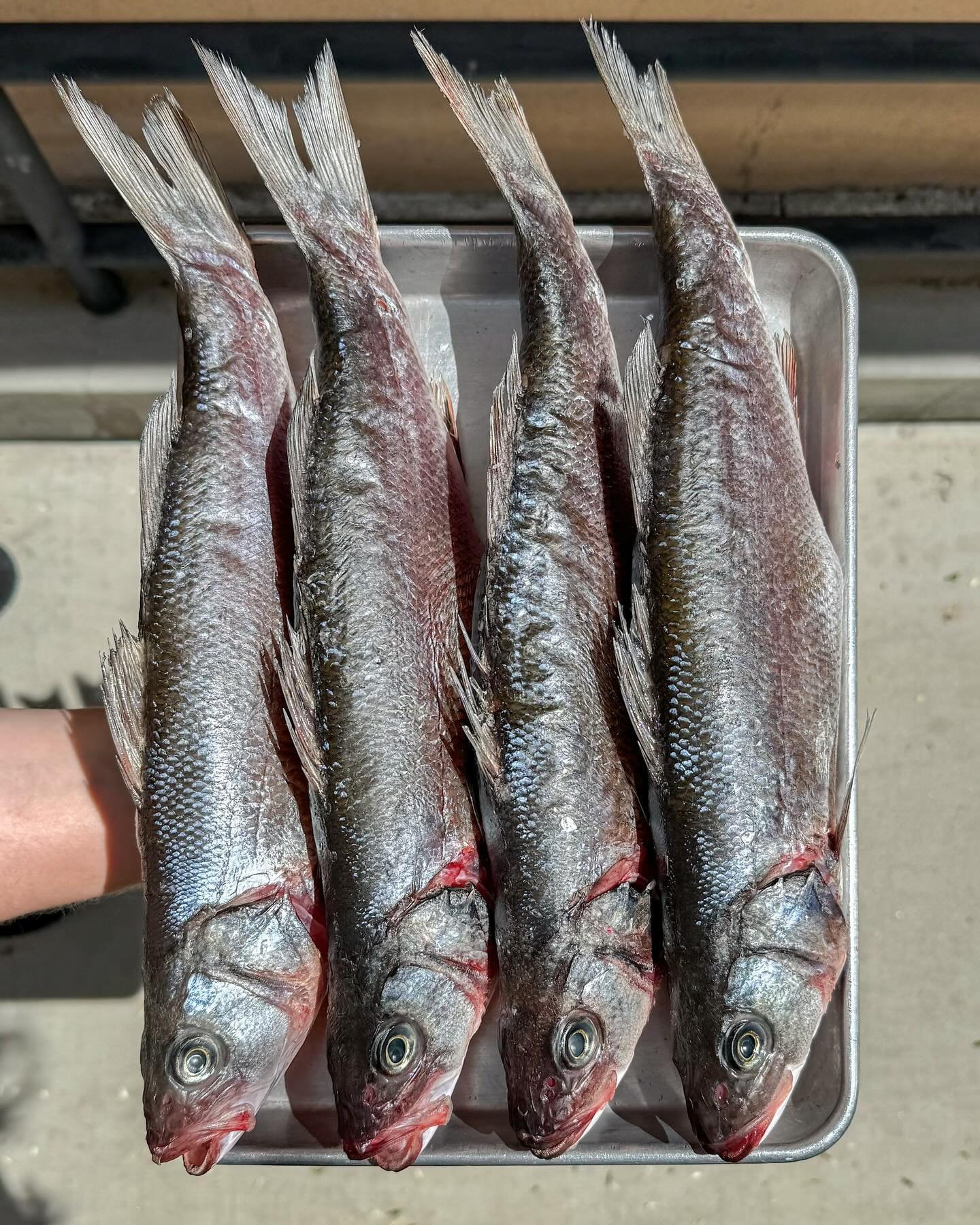 Dry Aged Branzino is now available for nationwide shipping! 

Sold in 4 fish increments: 
Whole Fish - FOUR ( 4 ) Whole, head to tail bone in, approximately 1.2lbs each
Filleted - EIGHT ( 8 ) fillets, Pin bones out, approximately 5 oz. each
Butterfli