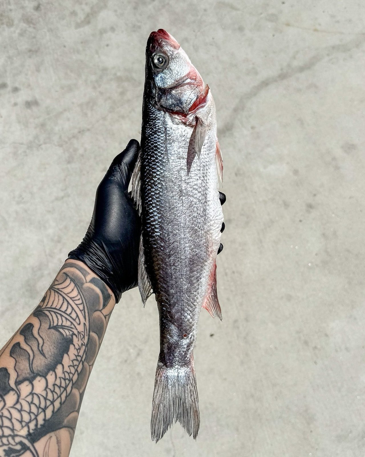Large Branzinos / perfect to stuff then roast, grill, or bake