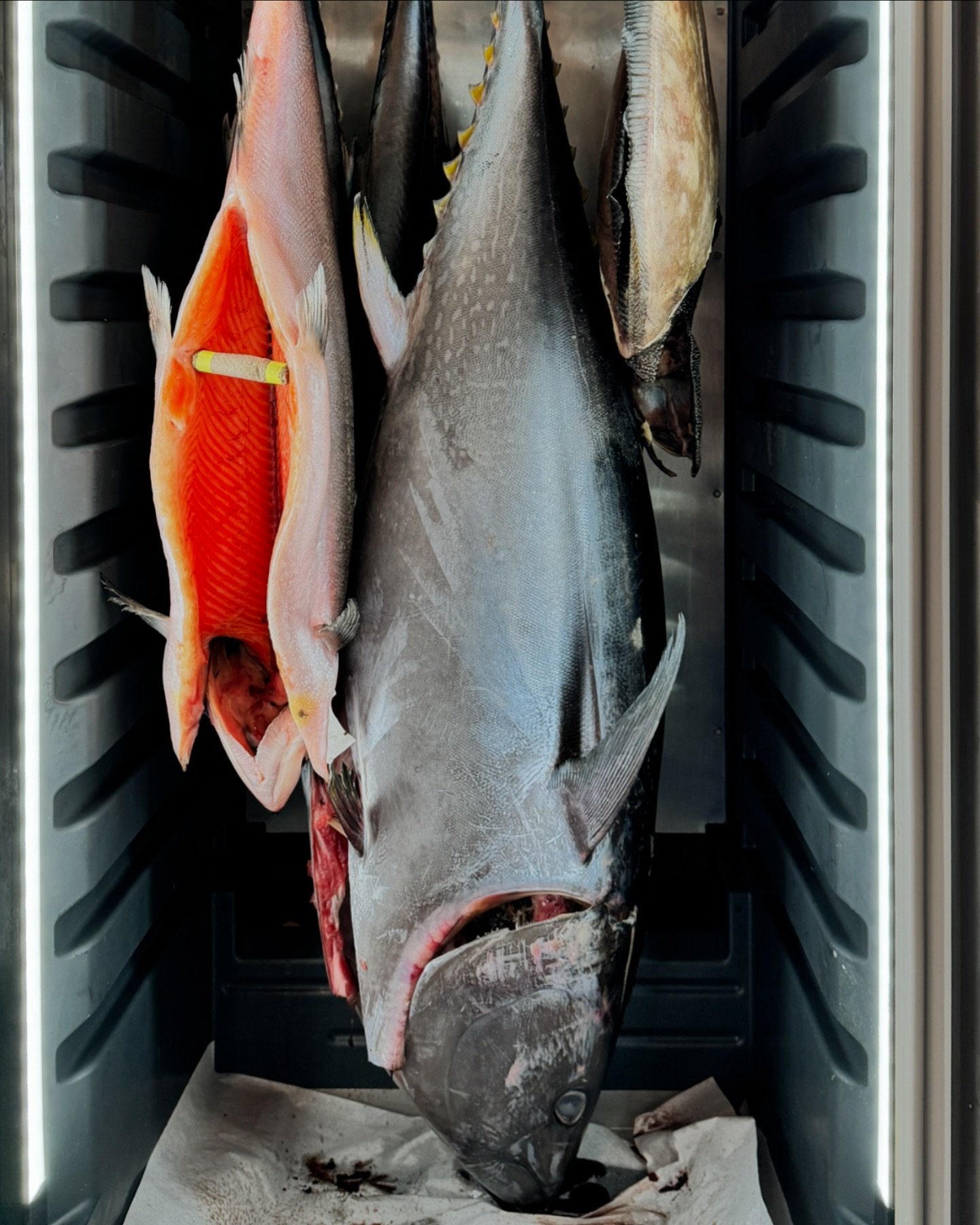 A peek into our dry agers, including a Bluefin Tuna caught by @dry_aged_fish_guy for Family Meal!!!