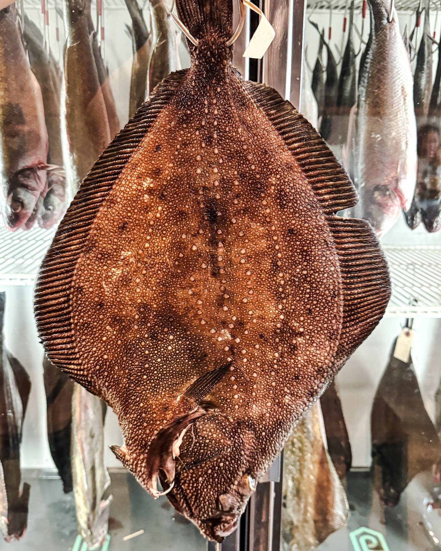 Same Karei aka Sharkskin Brill / a deep water fish found in the seas off Hokkaido. It has a rough skin like sharks skin hence the name / has a sweet, delicate, and well-balanced flavor. It&rsquo;s a fatty, white fish with almost transparent flesh