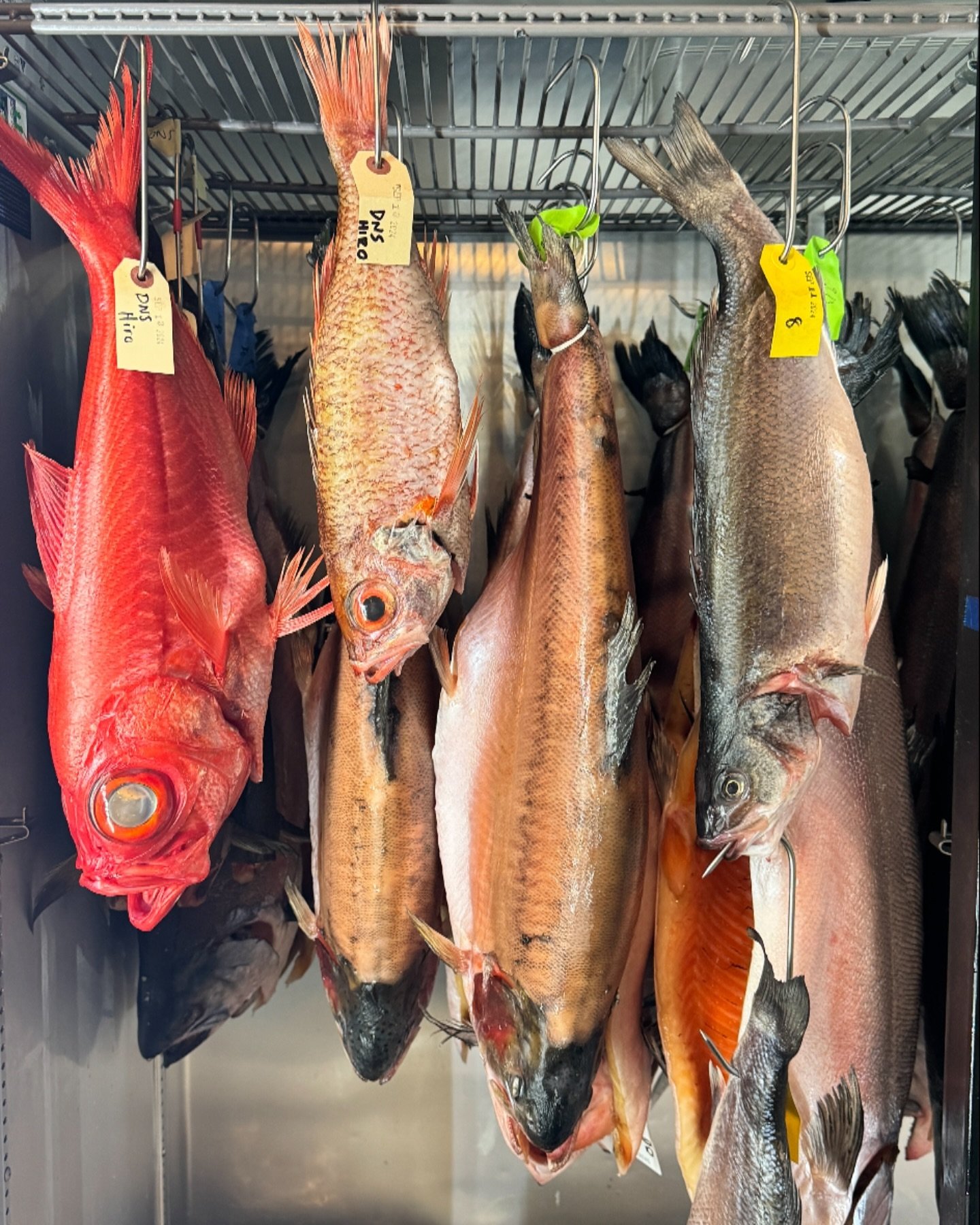 Why do we dry age? The dry-aging process removes moisture, including blood and slime, which can cause a &ldquo;fishy&rdquo; odor. The fish&rsquo;s proteins and fats break down naturally, resulting in a more concentrated, complex flavor and an enhance