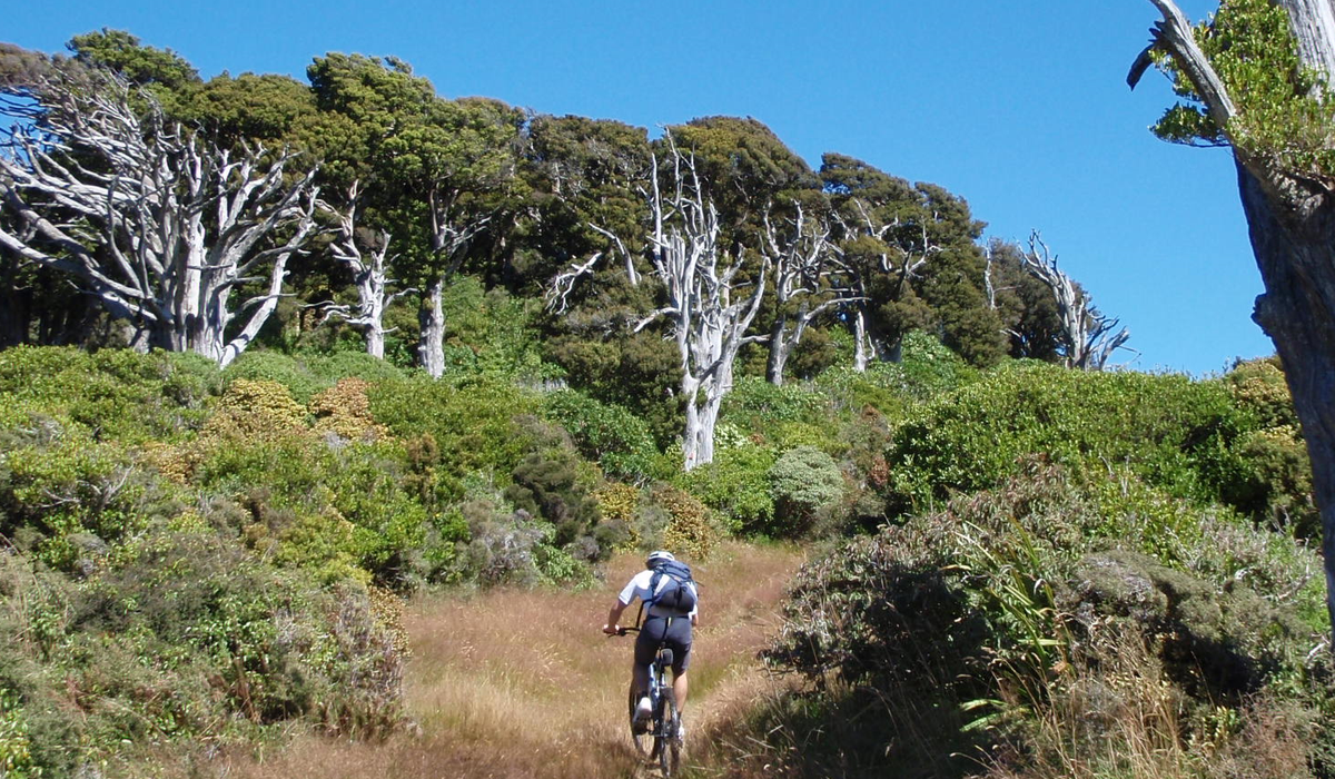 new-zealand-cycling.png