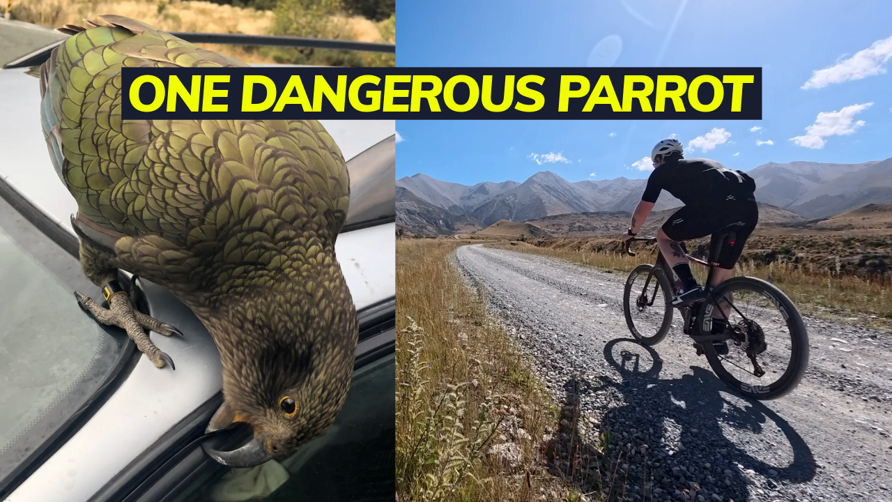 Searching for a Kea 