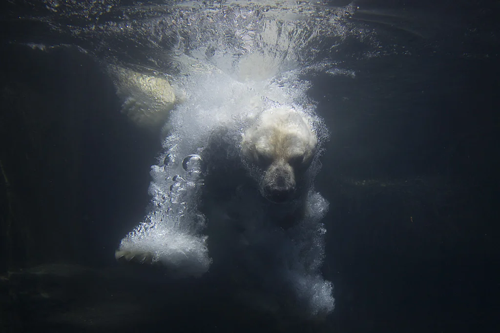 Polar Bear, 2010
